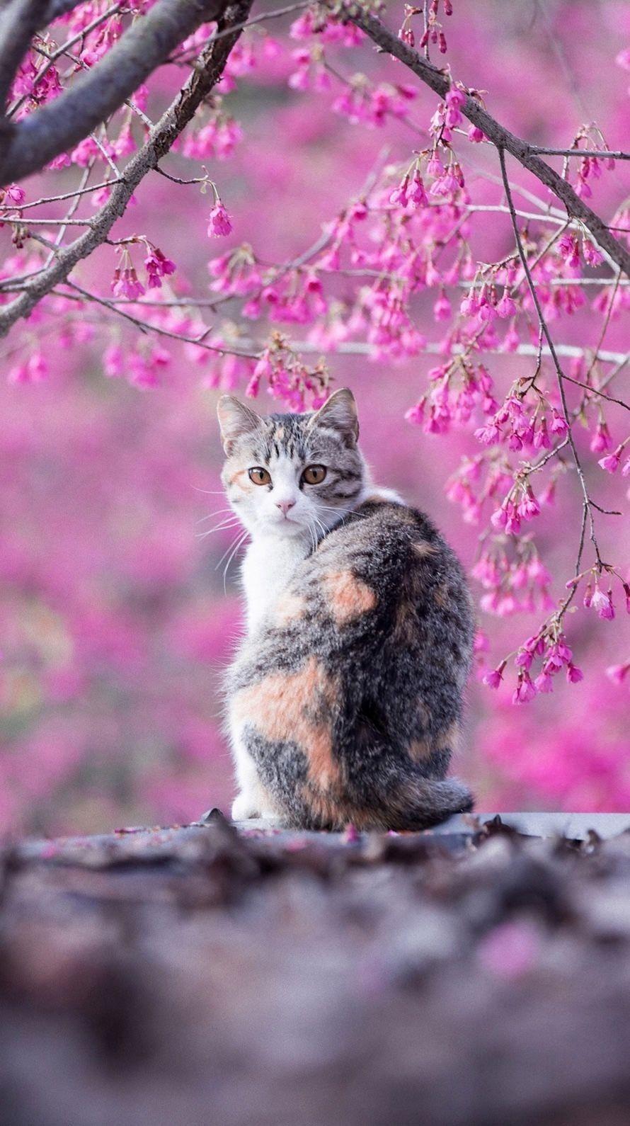 Pink Cat Wallpapers Top Free Pink Cat Backgrounds WallpaperAccess