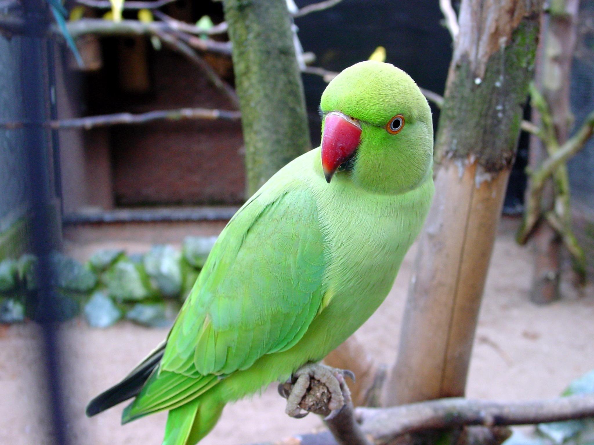 Green Parrot Wallpaper