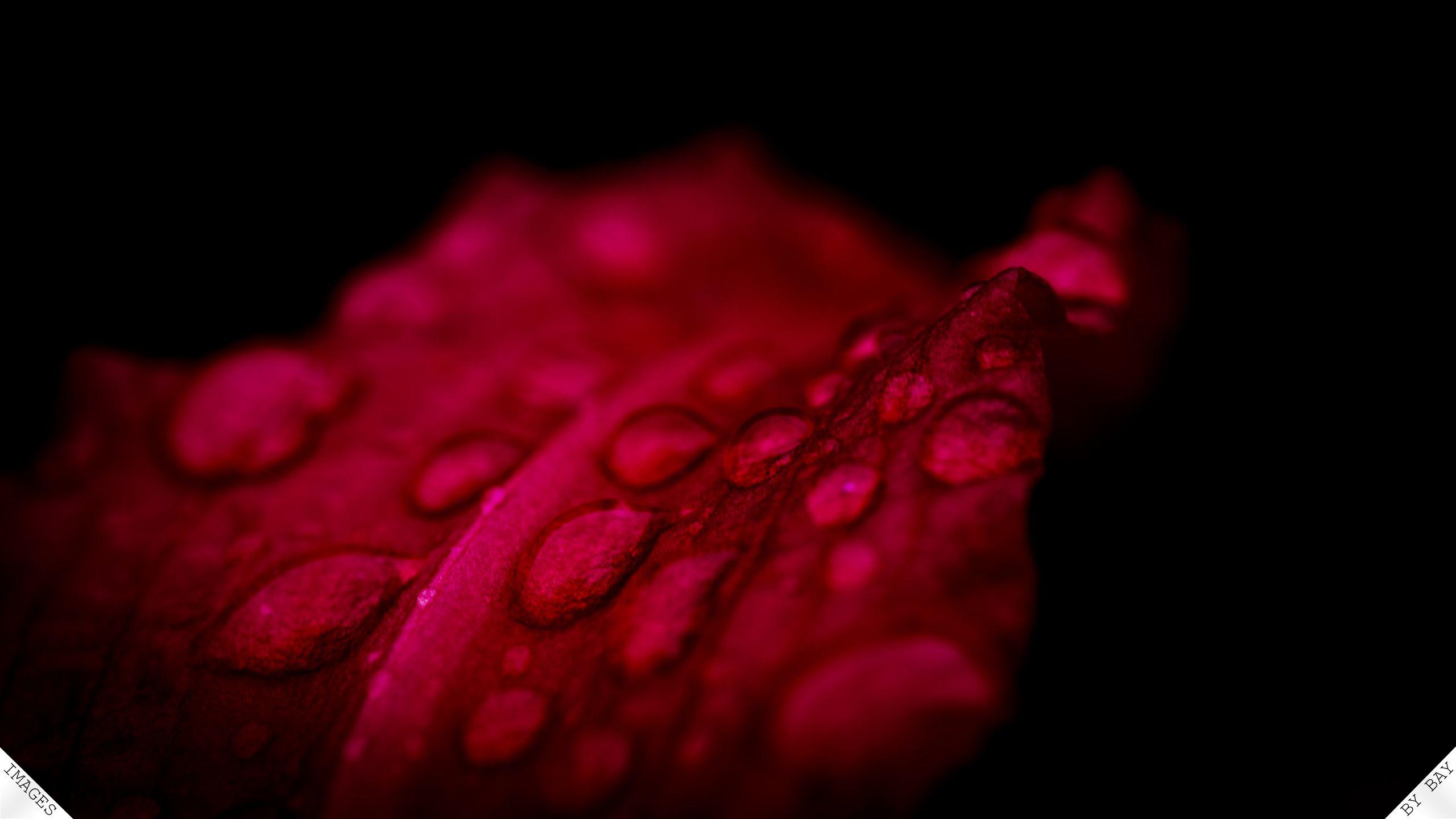 Black and Red Flower Wallpapers Top Free Black and Red Flower