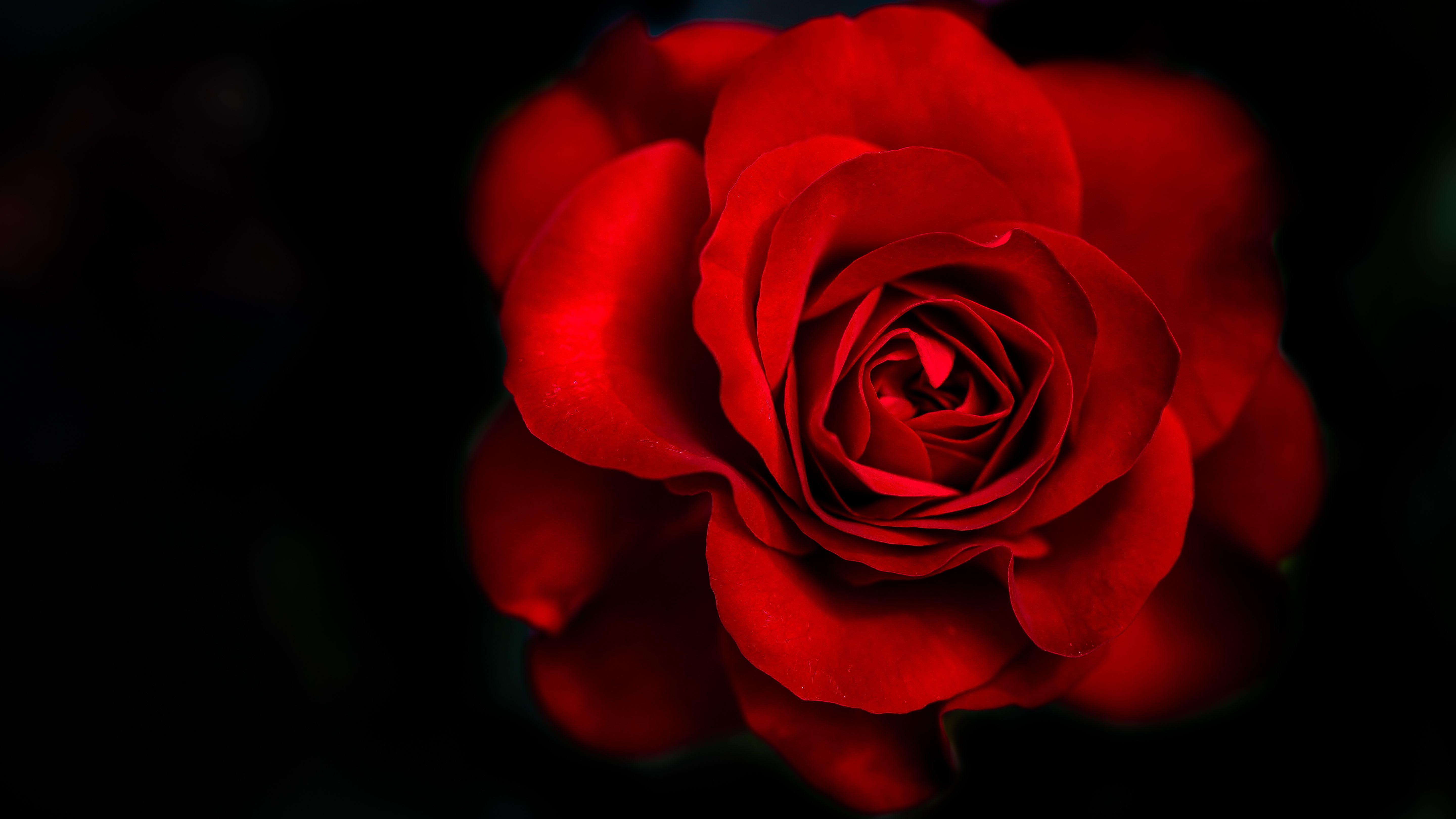 Black and Red Flower Wallpapers Top Free Black and Red Flower