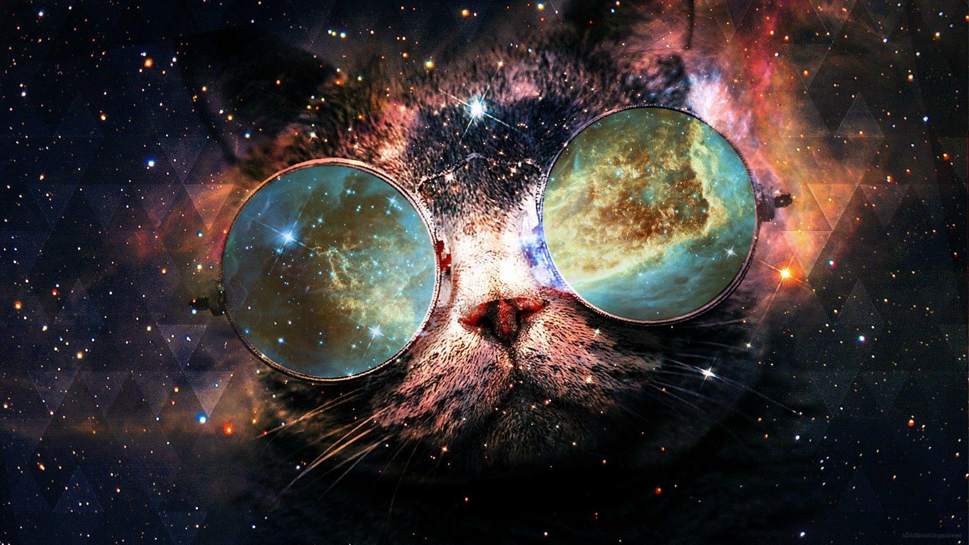 Cats in Space Wallpapers Top Free Cats in Space Backgrounds