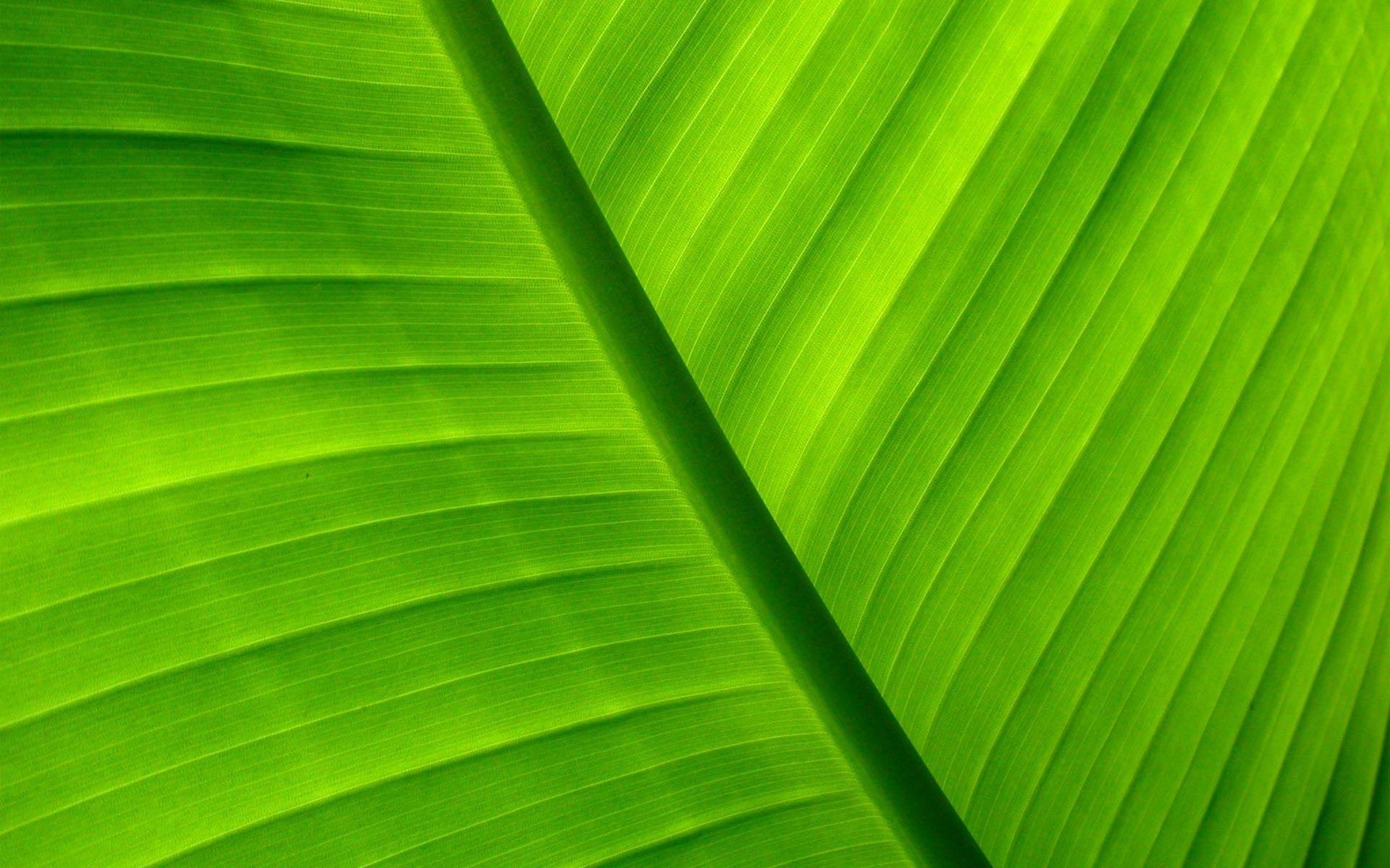 Palm Leaves Desktop Wallpapers Top Free Palm Leaves Desktop