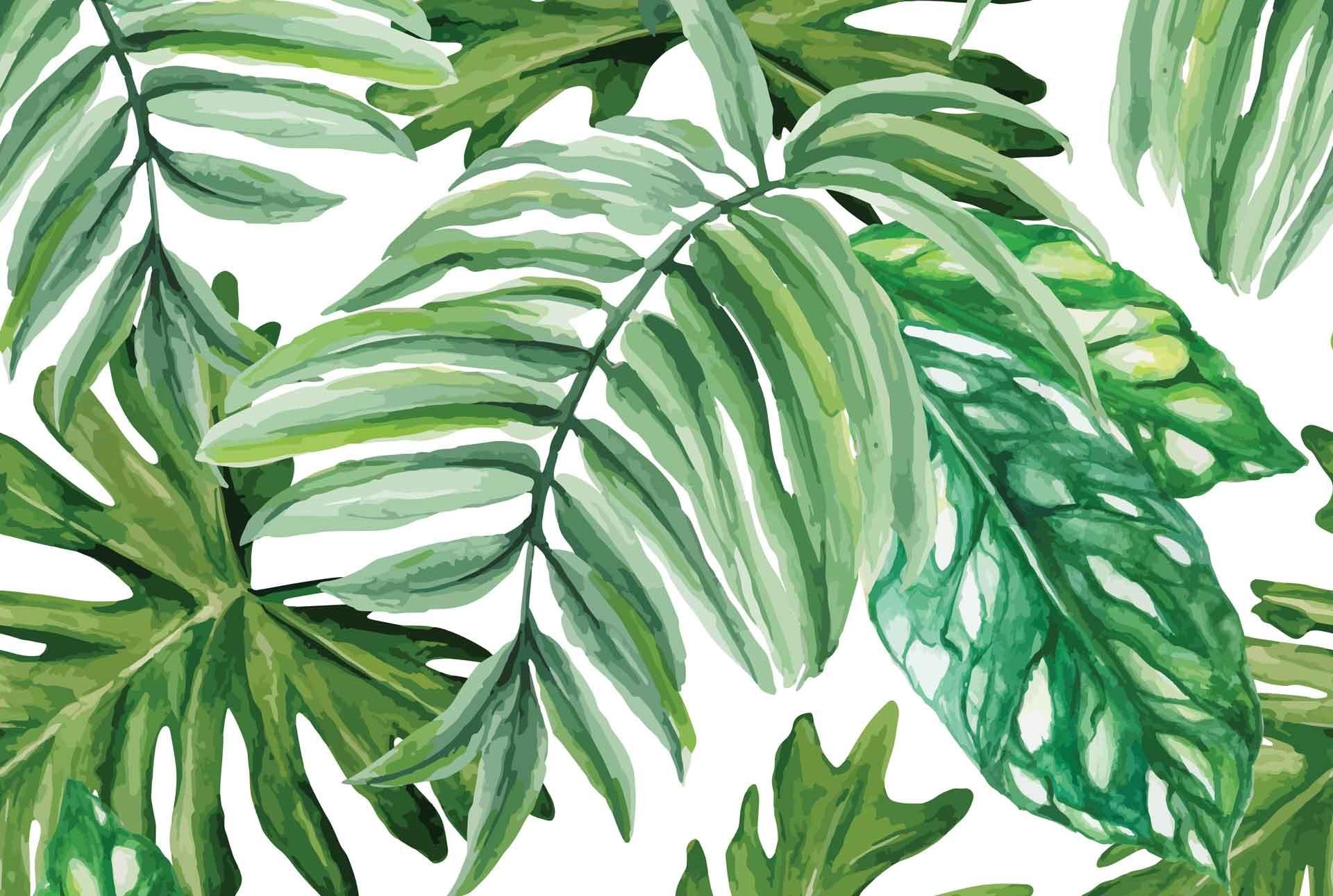 Monstera Desktop Wallpapers Top Free Monstera Desktop Backgrounds WallpaperAccess