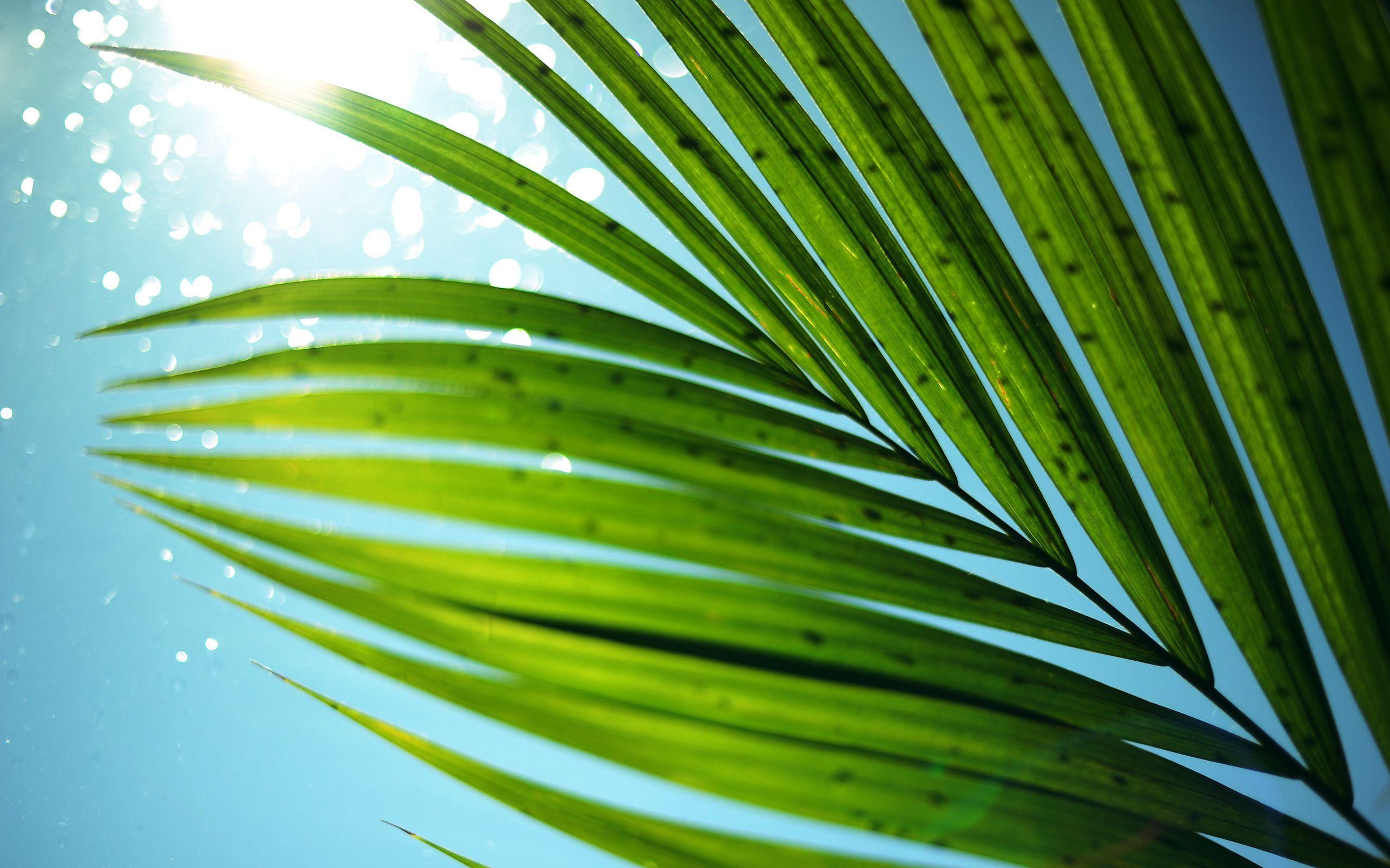 Palm Leaves Desktop Wallpapers Top Free Palm Leaves Desktop