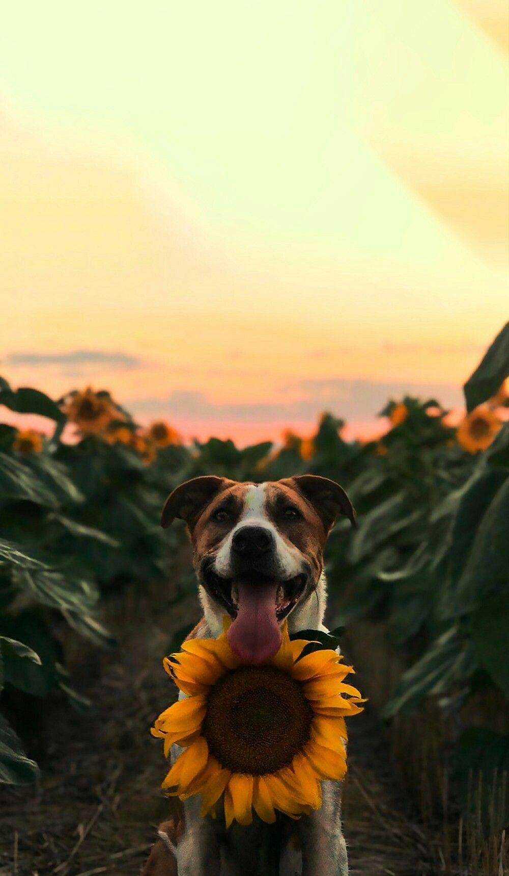 Tumblr Animal Wallpapers Top Free Tumblr Animal Backgrounds