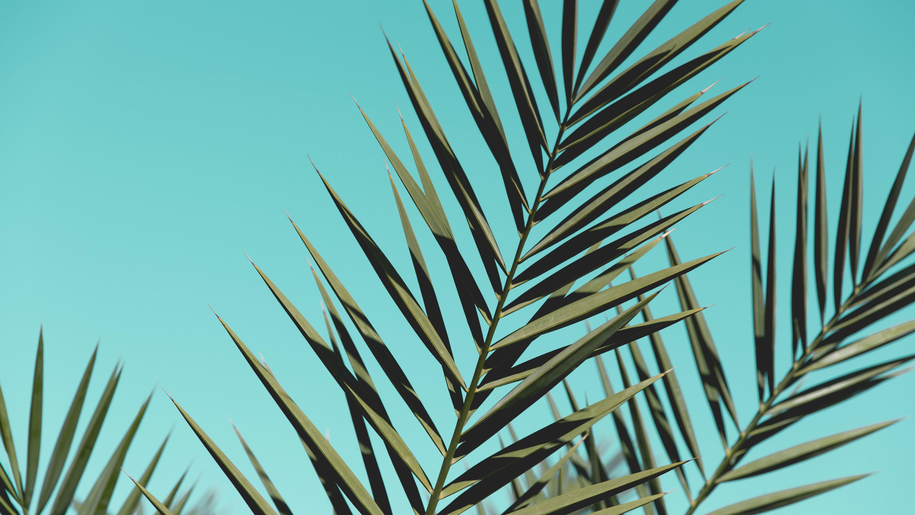 Palm Leaves Desktop Wallpapers Top Free Palm Leaves Desktop