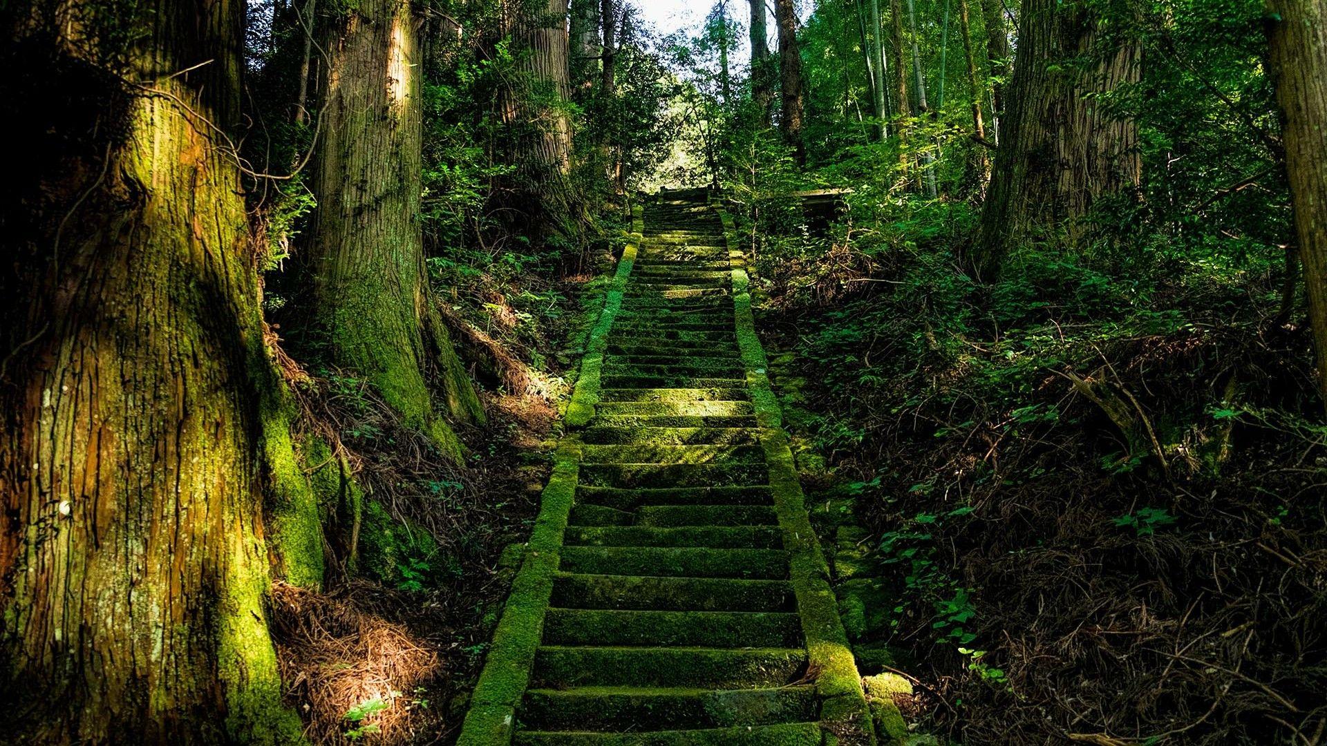 Japanese Forest Wallpapers Top Free Japanese Forest Backgrounds