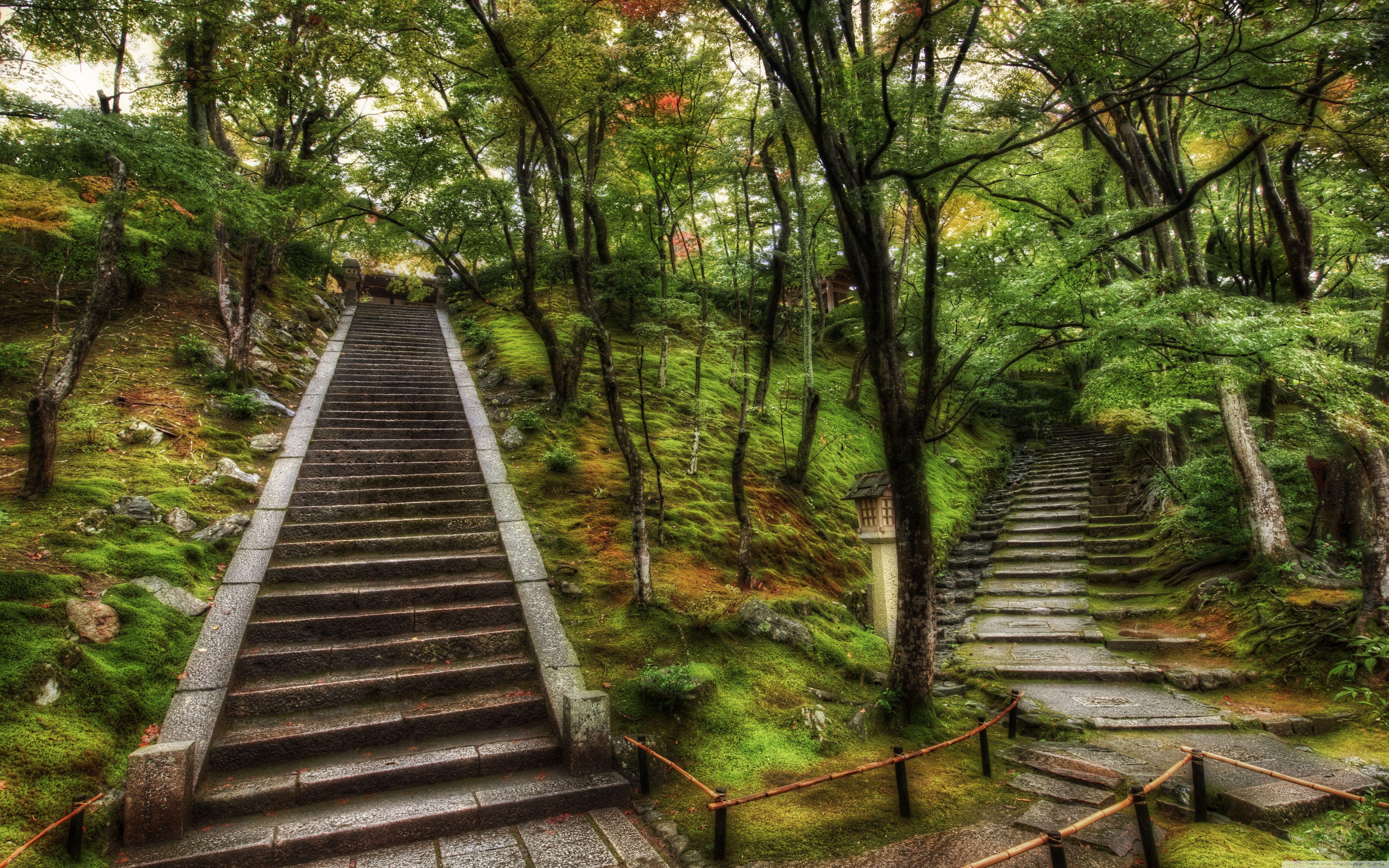 Japanese Forest Wallpapers Top Free Japanese Forest Backgrounds