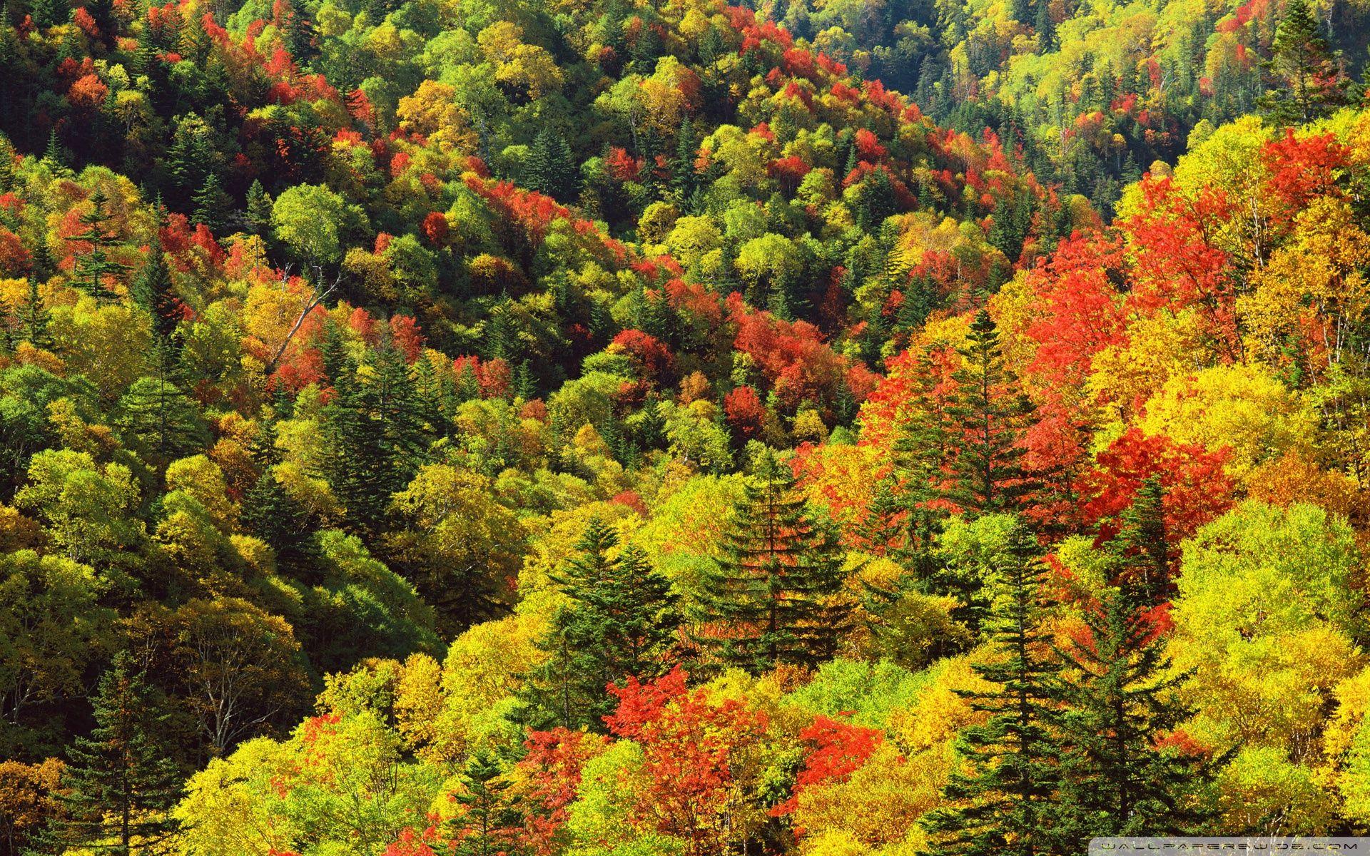 Japanese Forest Wallpapers Top Free Japanese Forest Backgrounds