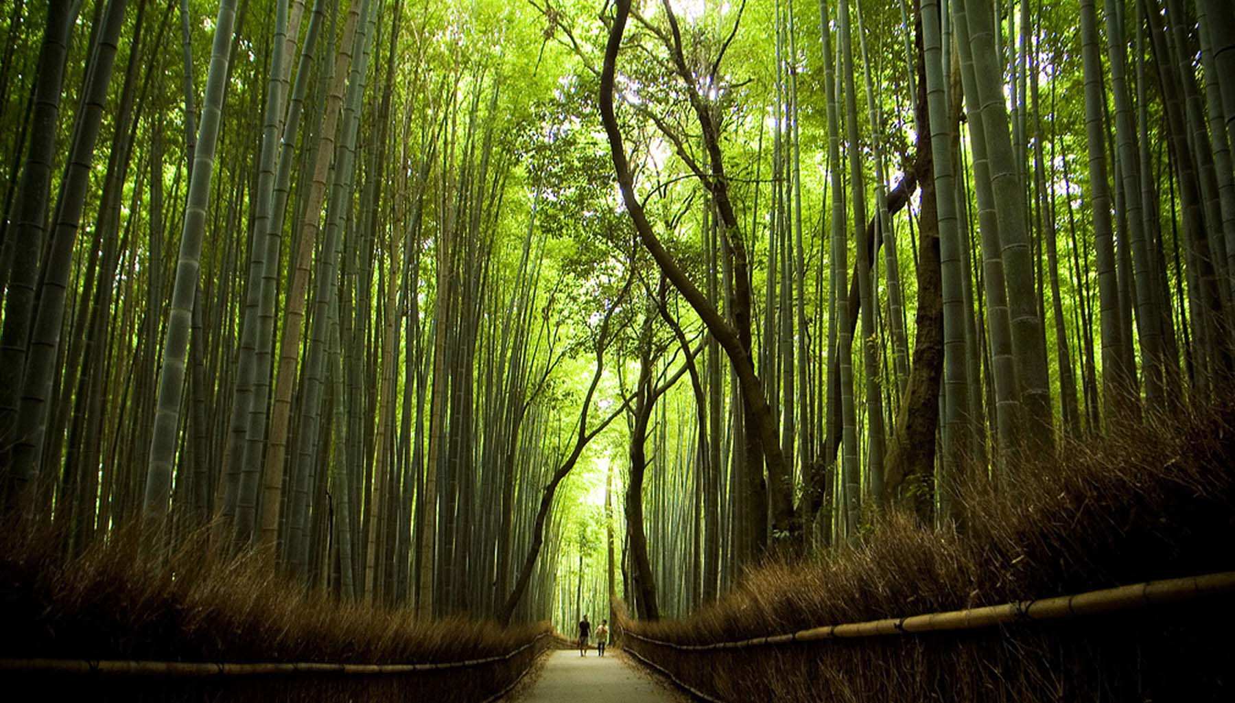 Japanese Forest Wallpapers Top Free Japanese Forest Backgrounds