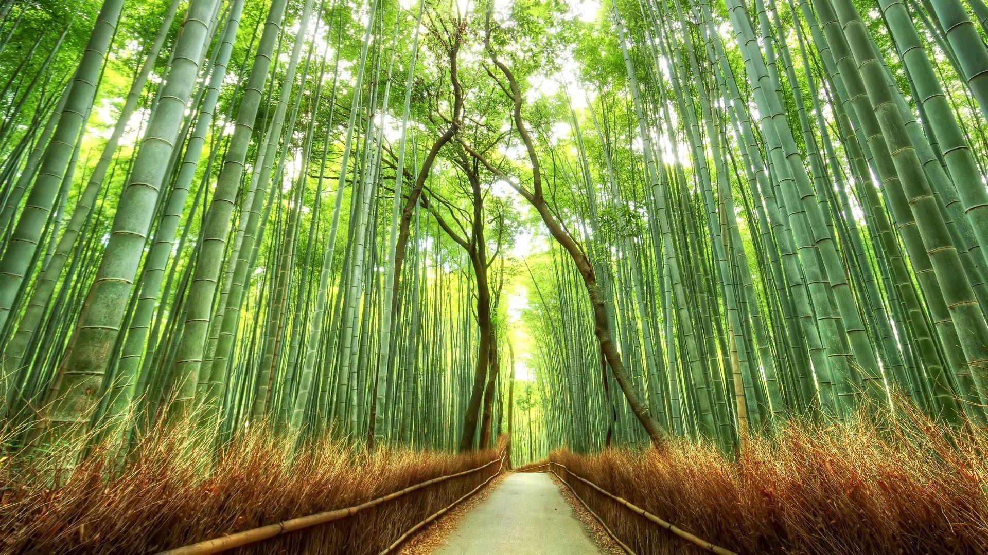 Japanese Forest Wallpapers Top Free Japanese Forest Backgrounds