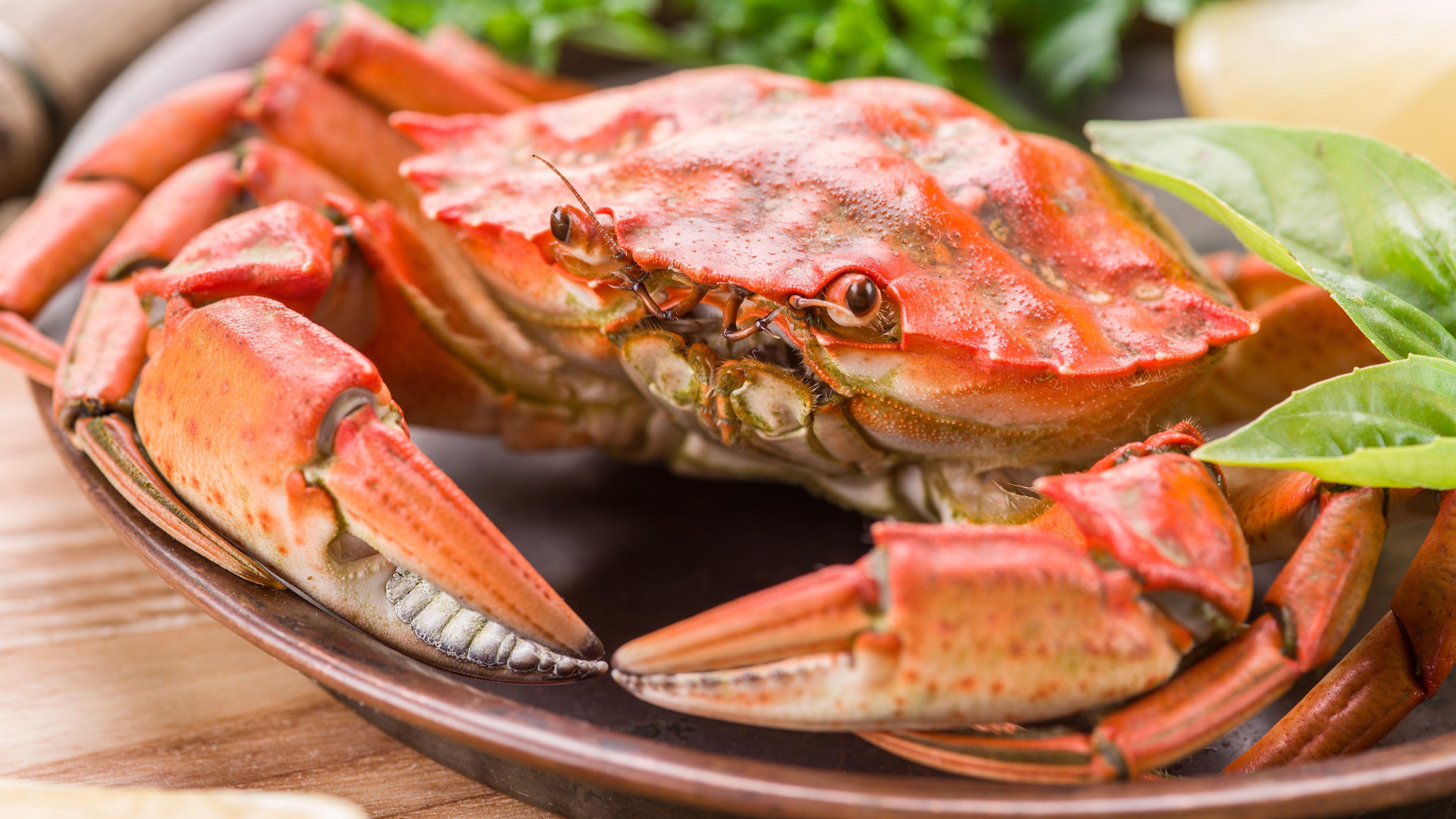 3840X2160 Crab Wallpapers Top Free 3840X2160 Crab Backgrounds