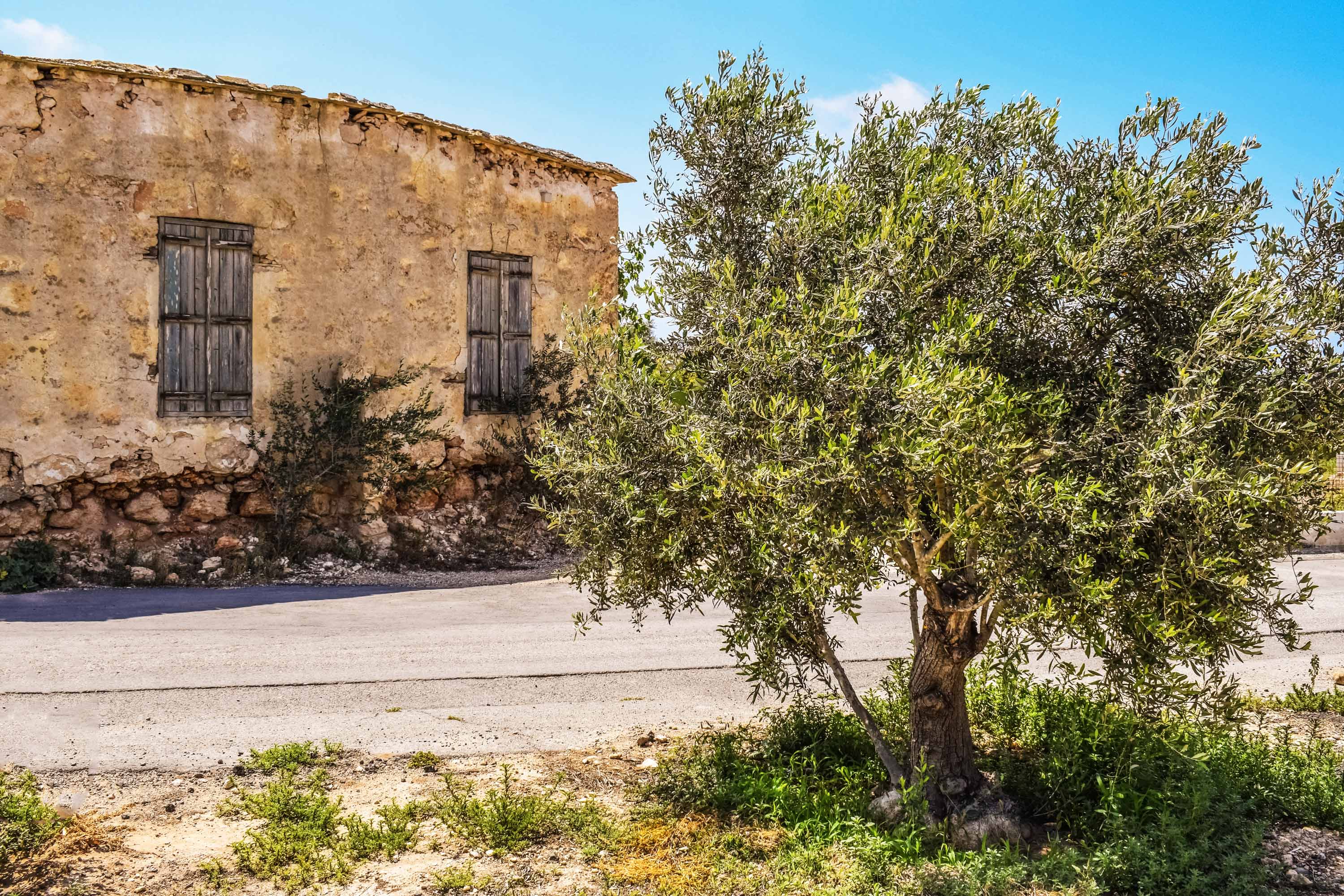 Olive Tree Wallpapers Top Free Olive Tree Backgrounds WallpaperAccess