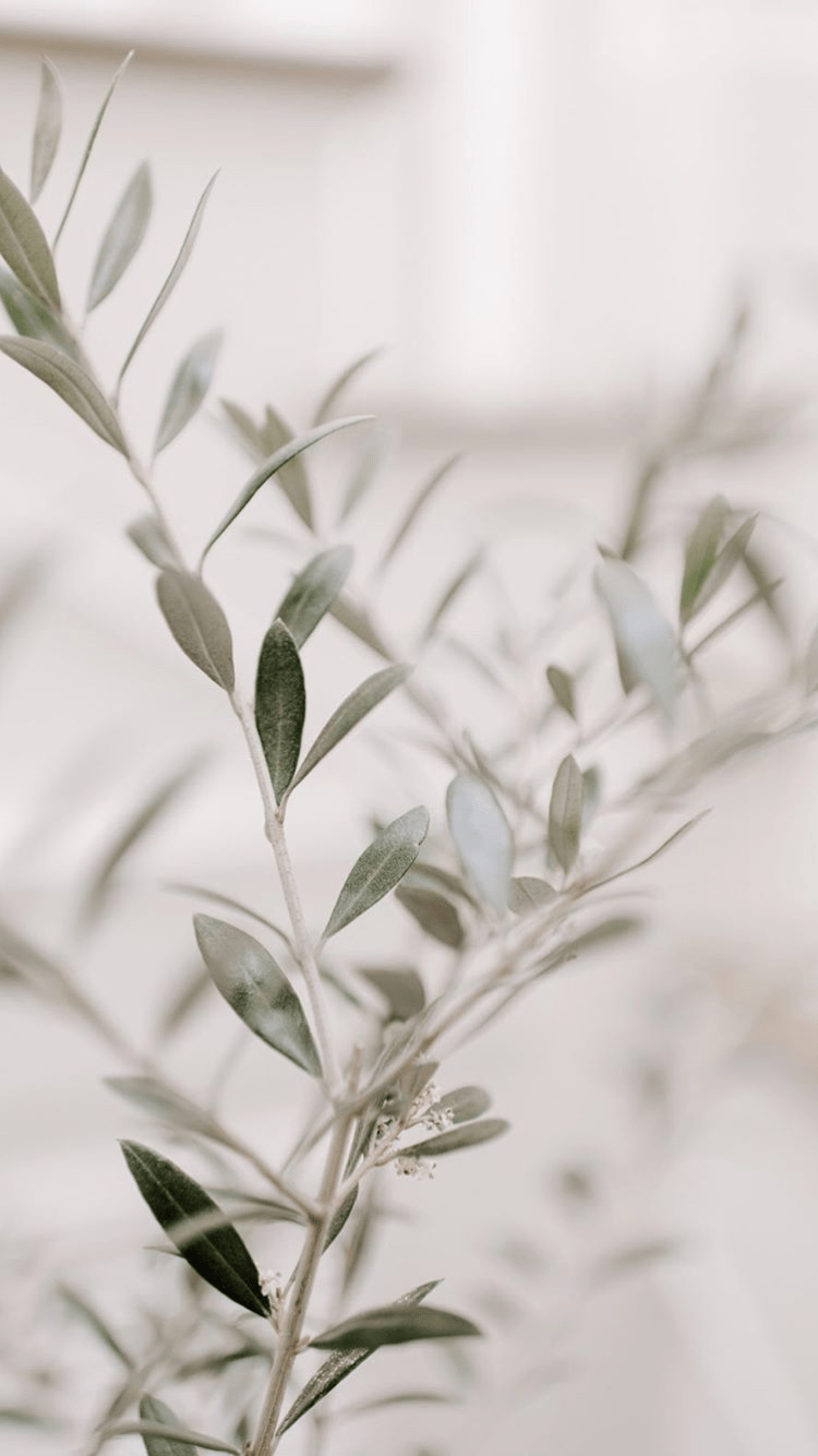 Share 86+ olive branch wallpaper best in.cdgdbentre