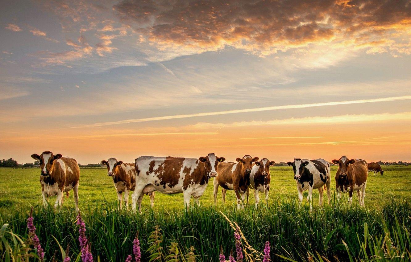 Cows Wallpapers Top Free Cows Backgrounds WallpaperAccess