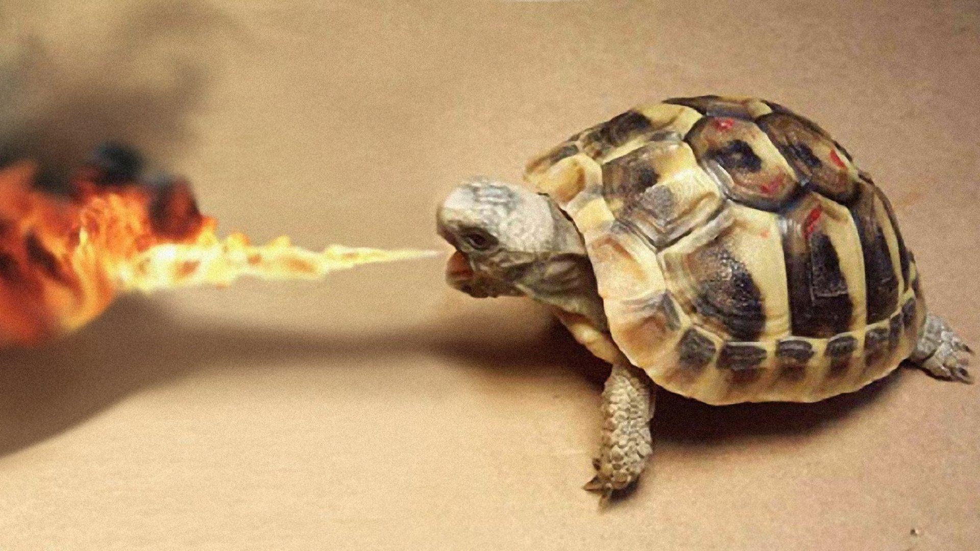 Funny Turtle Wallpapers Top Free Funny Turtle Backgrounds
