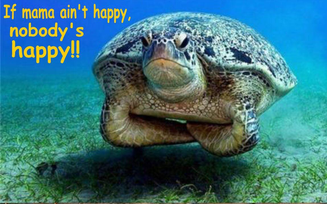 Funny Turtle Wallpapers Top Free Funny Turtle Backgrounds