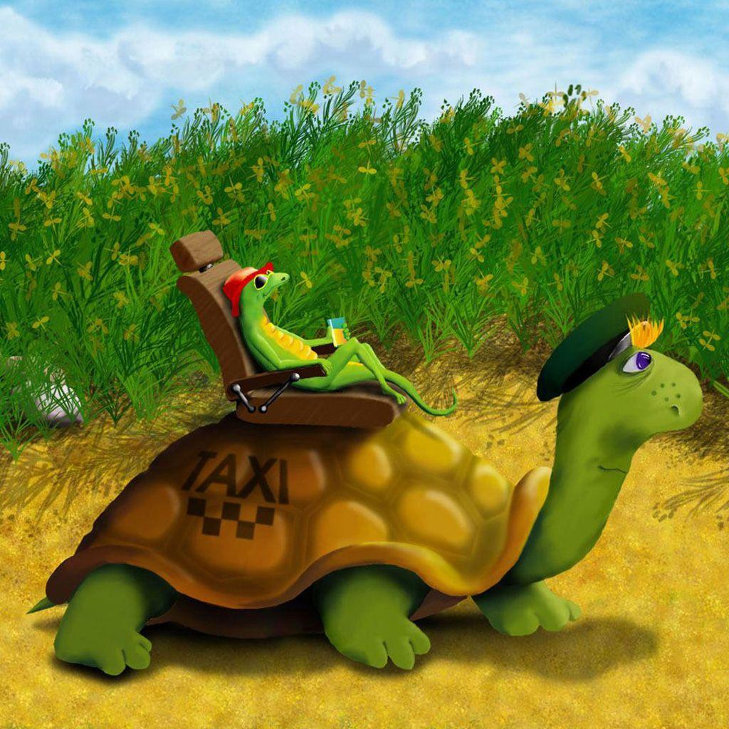 Funny Turtle Wallpapers Top Free Funny Turtle Backgrounds