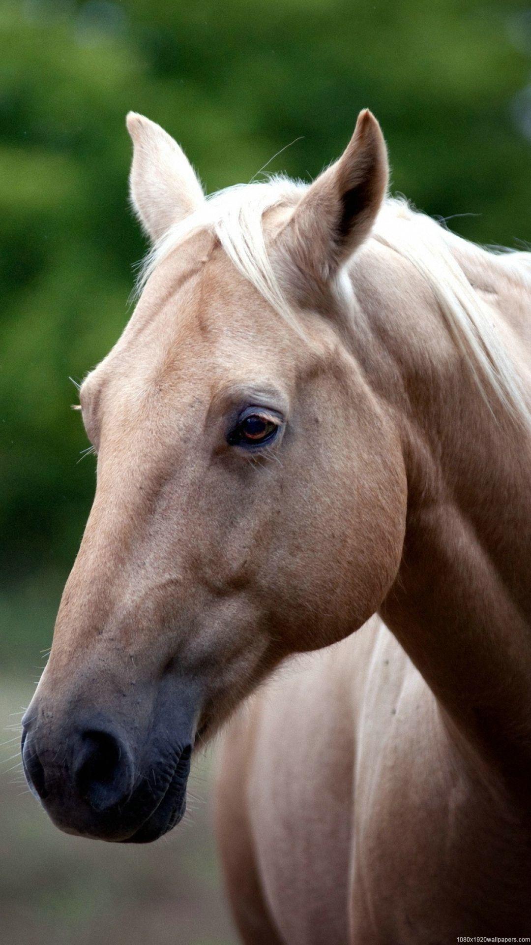 Horse Face HD Wallpapers Top Free Horse Face HD Backgrounds