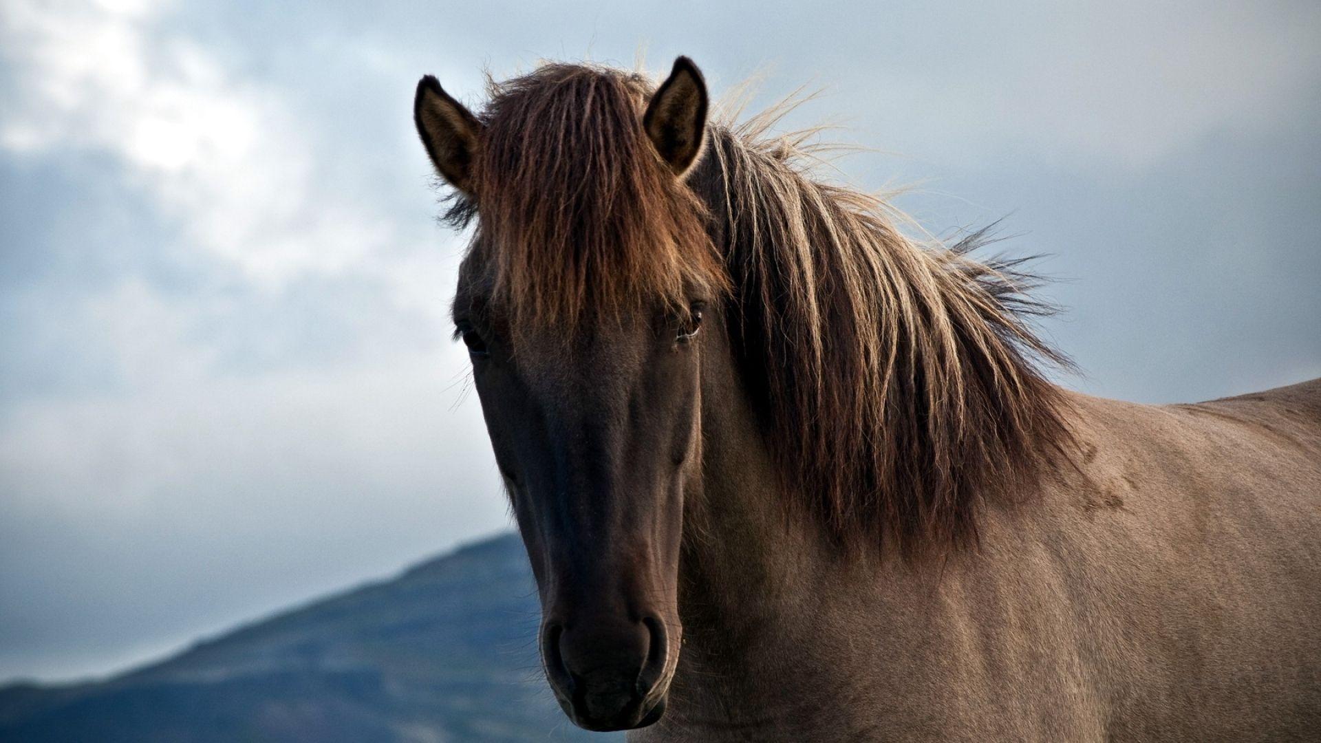 Horse Face HD Wallpapers Top Free Horse Face HD Backgrounds