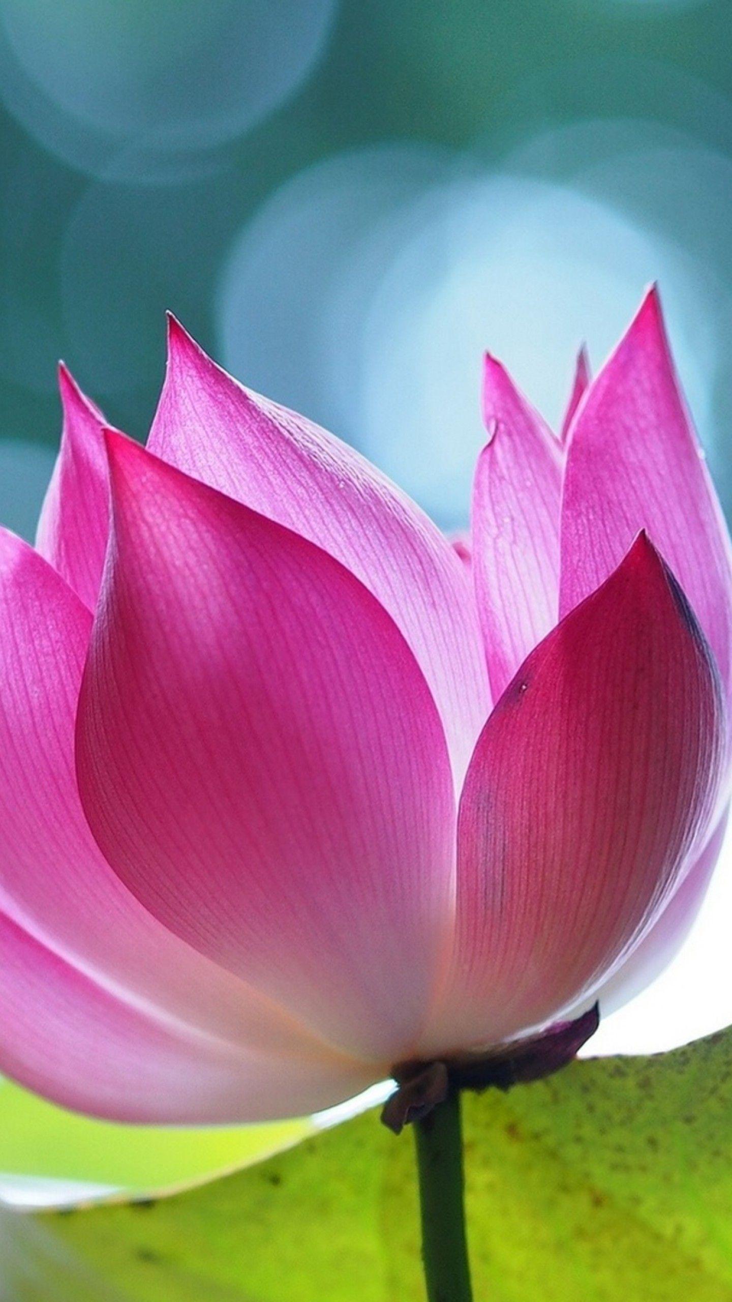 Pink Lotus 4K Wallpapers Top Free Pink Lotus 4K Backgrounds