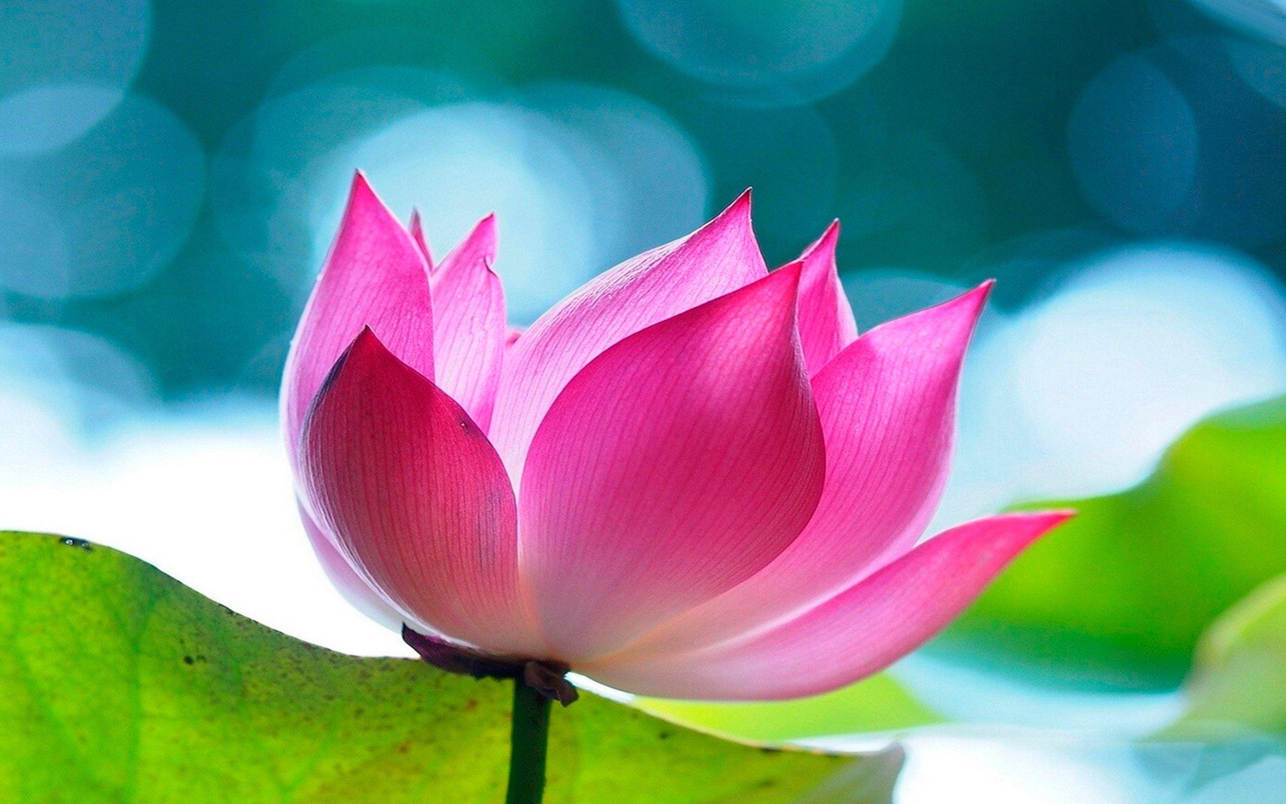 Pink Lotus 4K Wallpapers Top Free Pink Lotus 4K Backgrounds