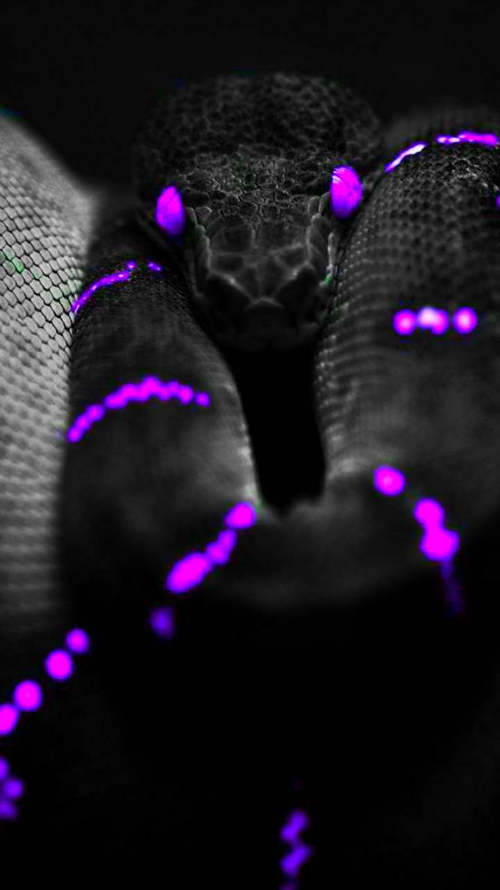Purple Snake Wallpapers Top Free Purple Snake Backgrounds