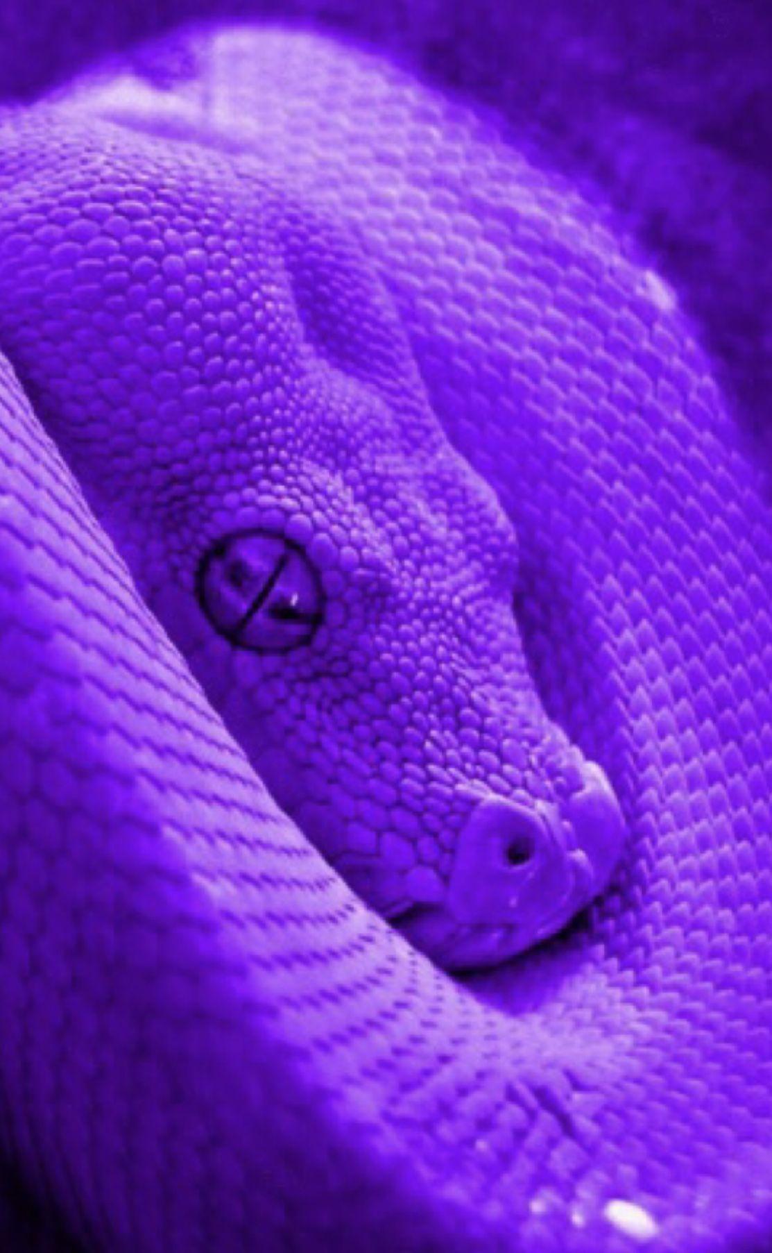 Purple Snake Wallpapers Top Free Purple Snake Backgrounds