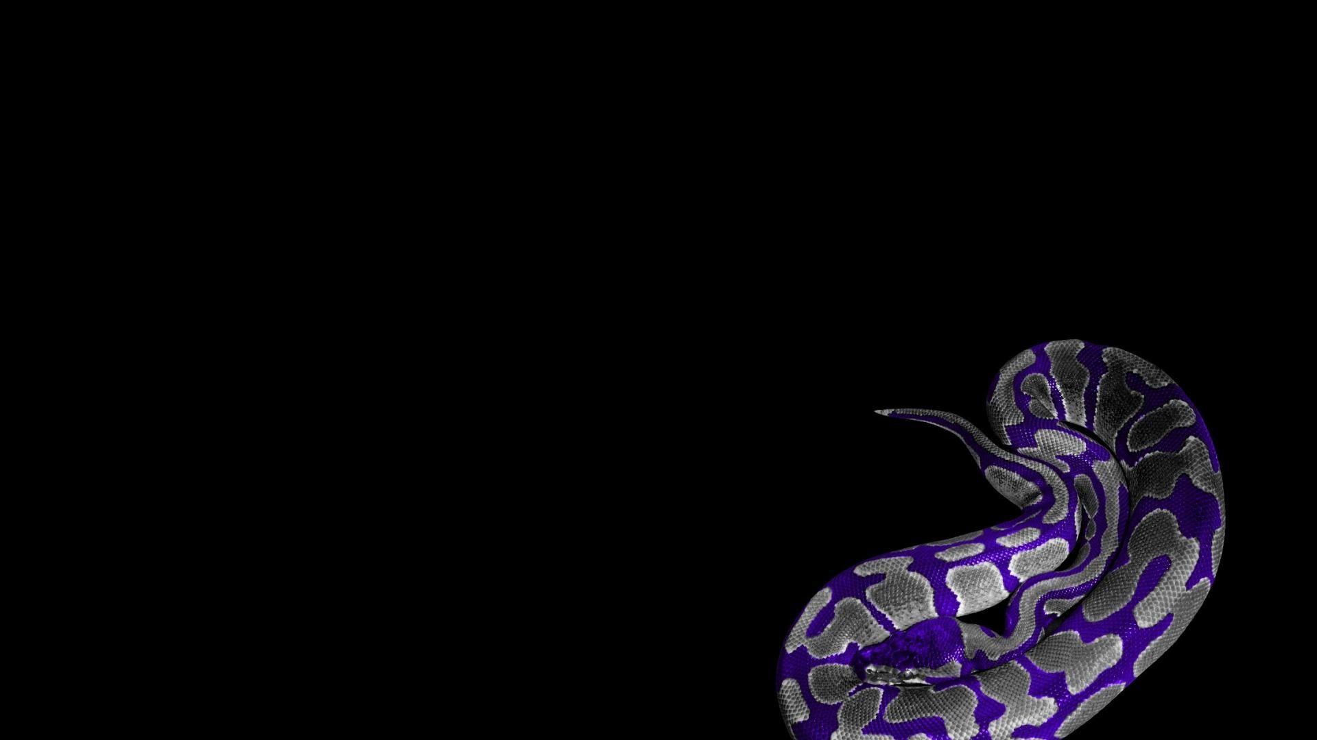 Purple Snake Wallpapers Top Free Purple Snake
