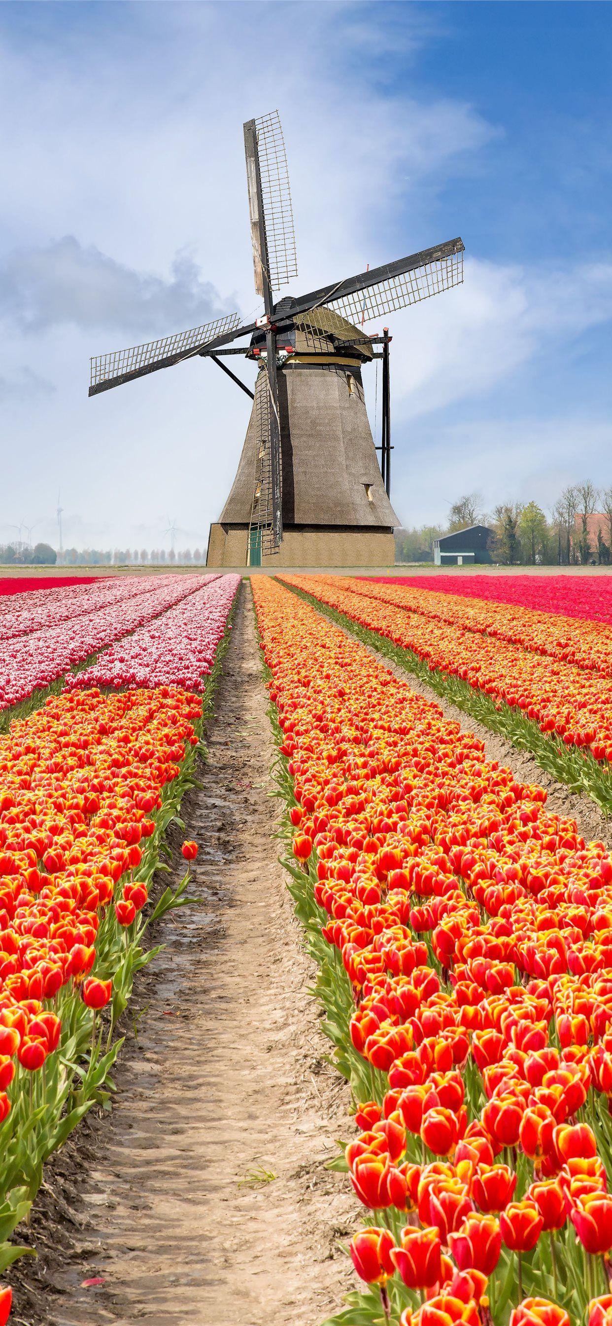 Holland iPhone Wallpapers Top Free Holland iPhone Backgrounds WallpaperAccess