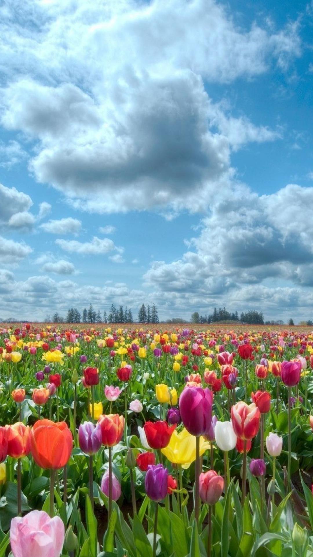 Holland iPhone Wallpapers Top Free Holland iPhone Backgrounds WallpaperAccess