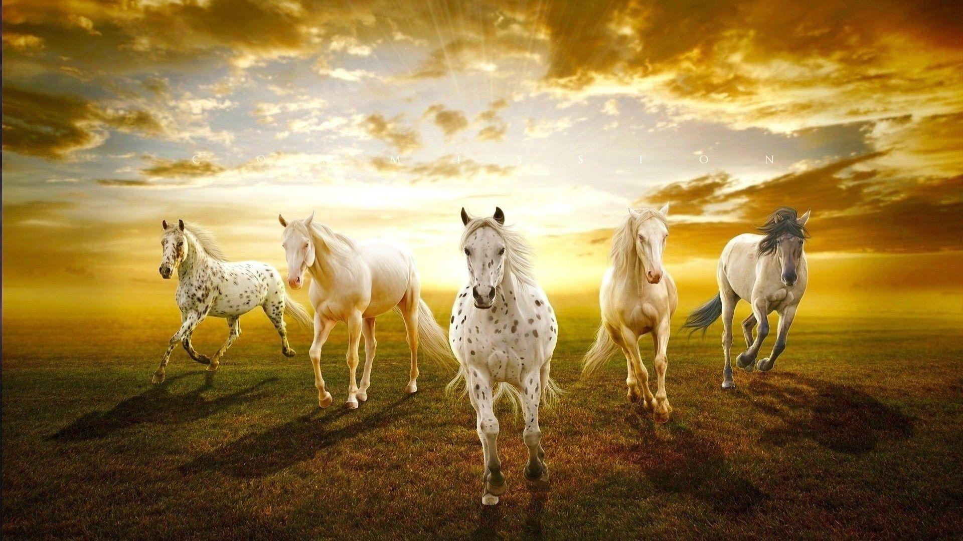 7 Horses Wallpapers Top Free 7 Horses Backgrounds WallpaperAccess