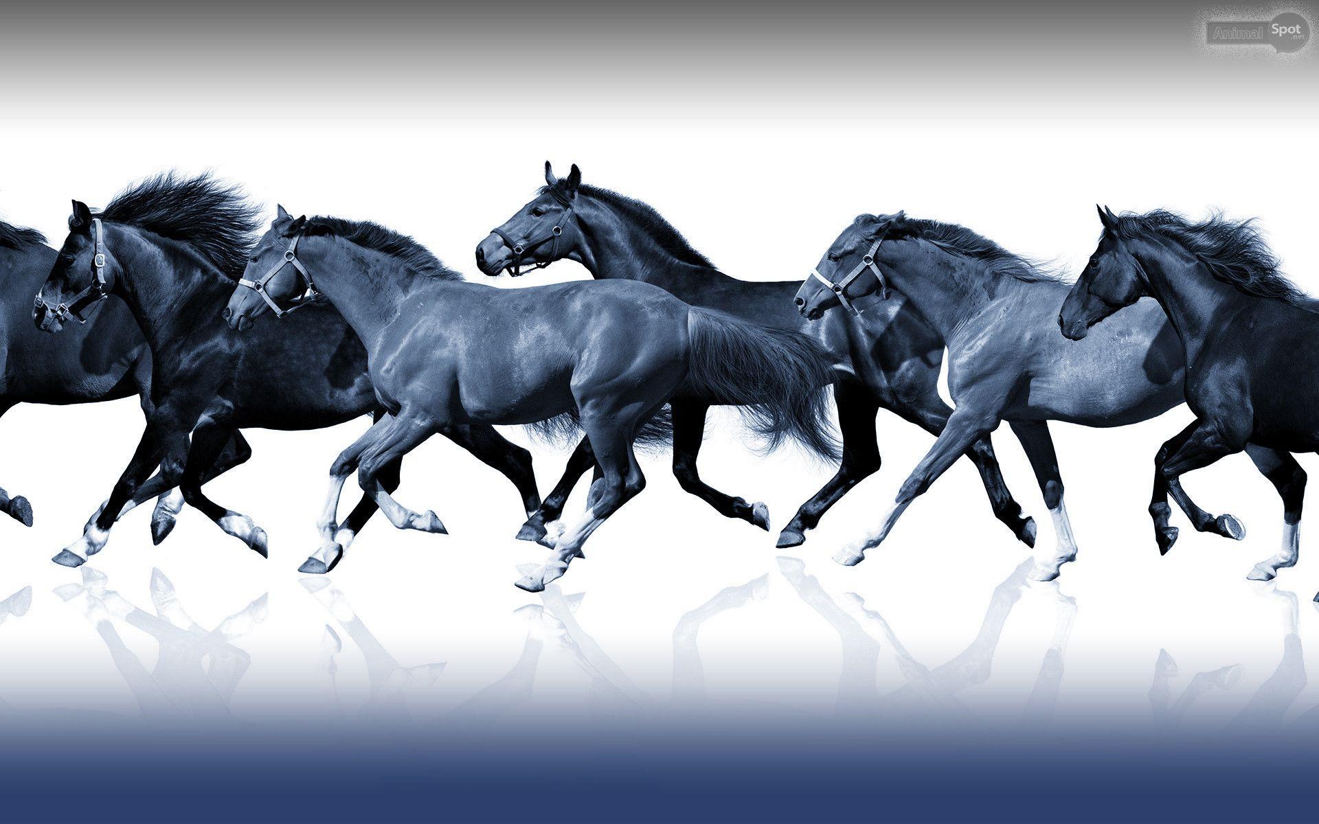 7 Horses Wallpapers Top Free 7 Horses Backgrounds WallpaperAccess
