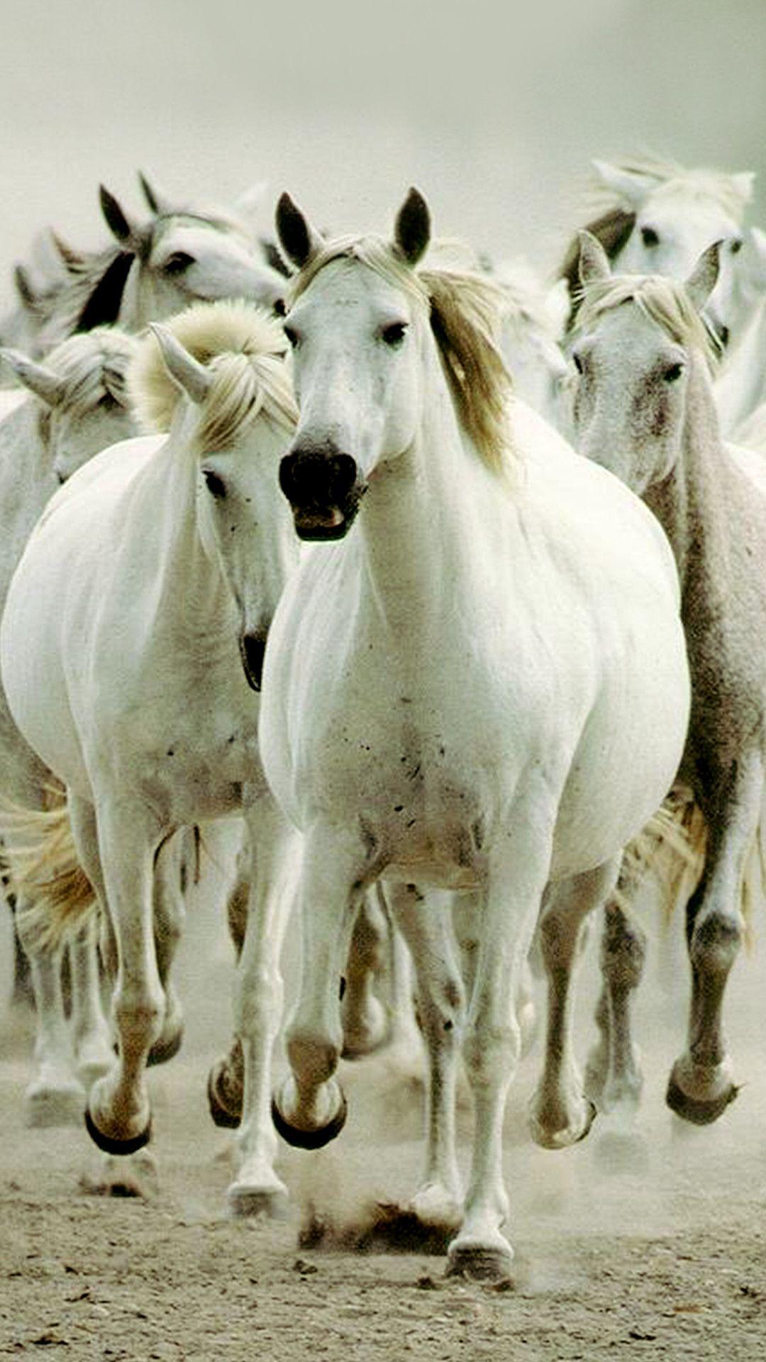7 Horses Wallpapers Top Free 7 Horses Backgrounds WallpaperAccess