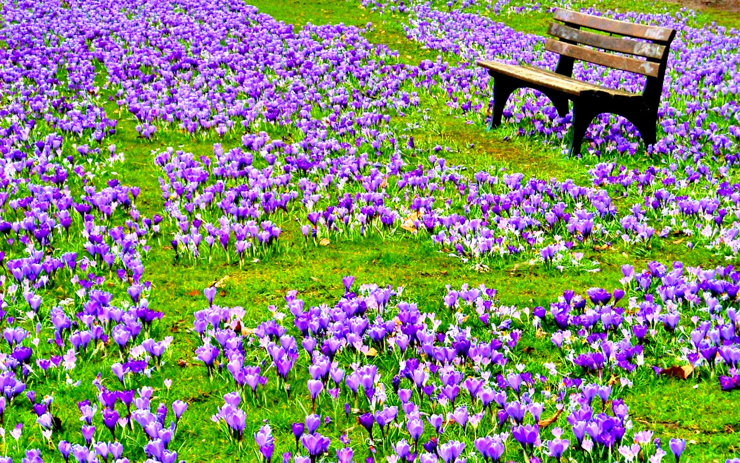 Green and Purple Flowers Wallpapers Top Free Green and Purple Flowers