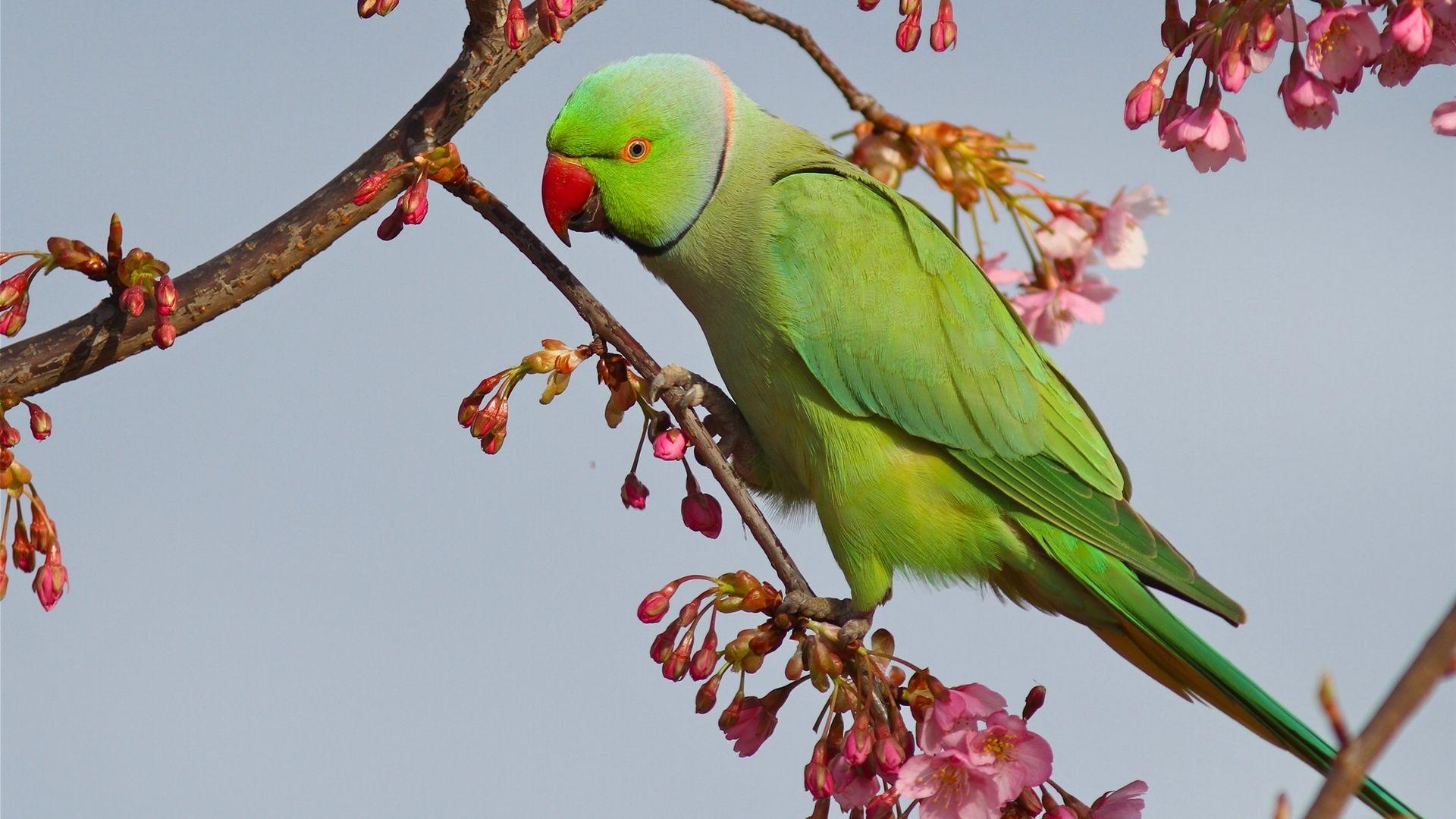 Green Parrot Wallpapers Top Free Green Parrot Backgrounds