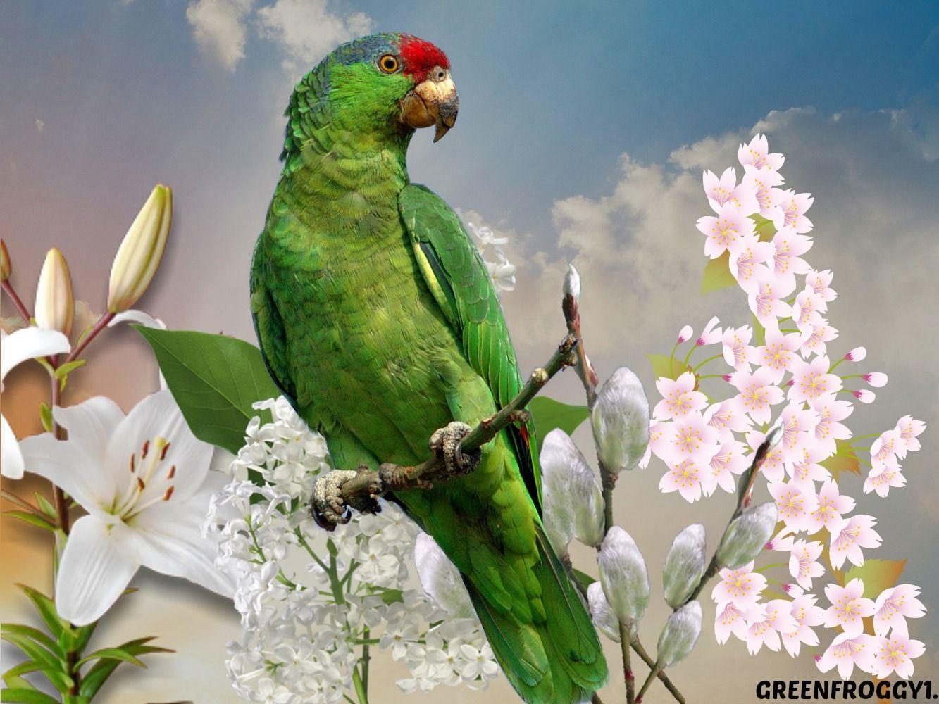 Green Parrot Wallpapers Top Free Green Parrot Backgrounds