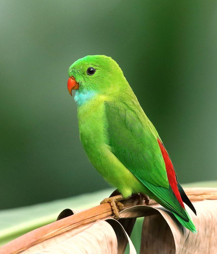 Green Parrot Wallpapers Top Free Green Parrot Backgrounds