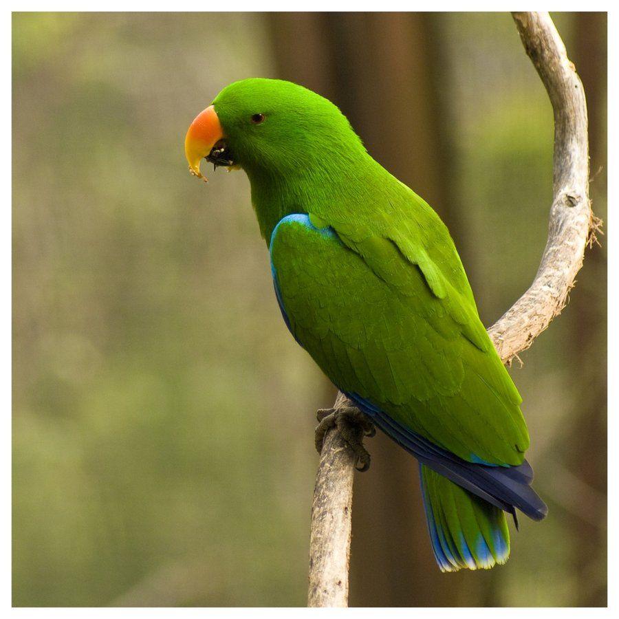 Green Parrot Wallpapers Top Free Green Parrot Backgrounds WallpaperAccess