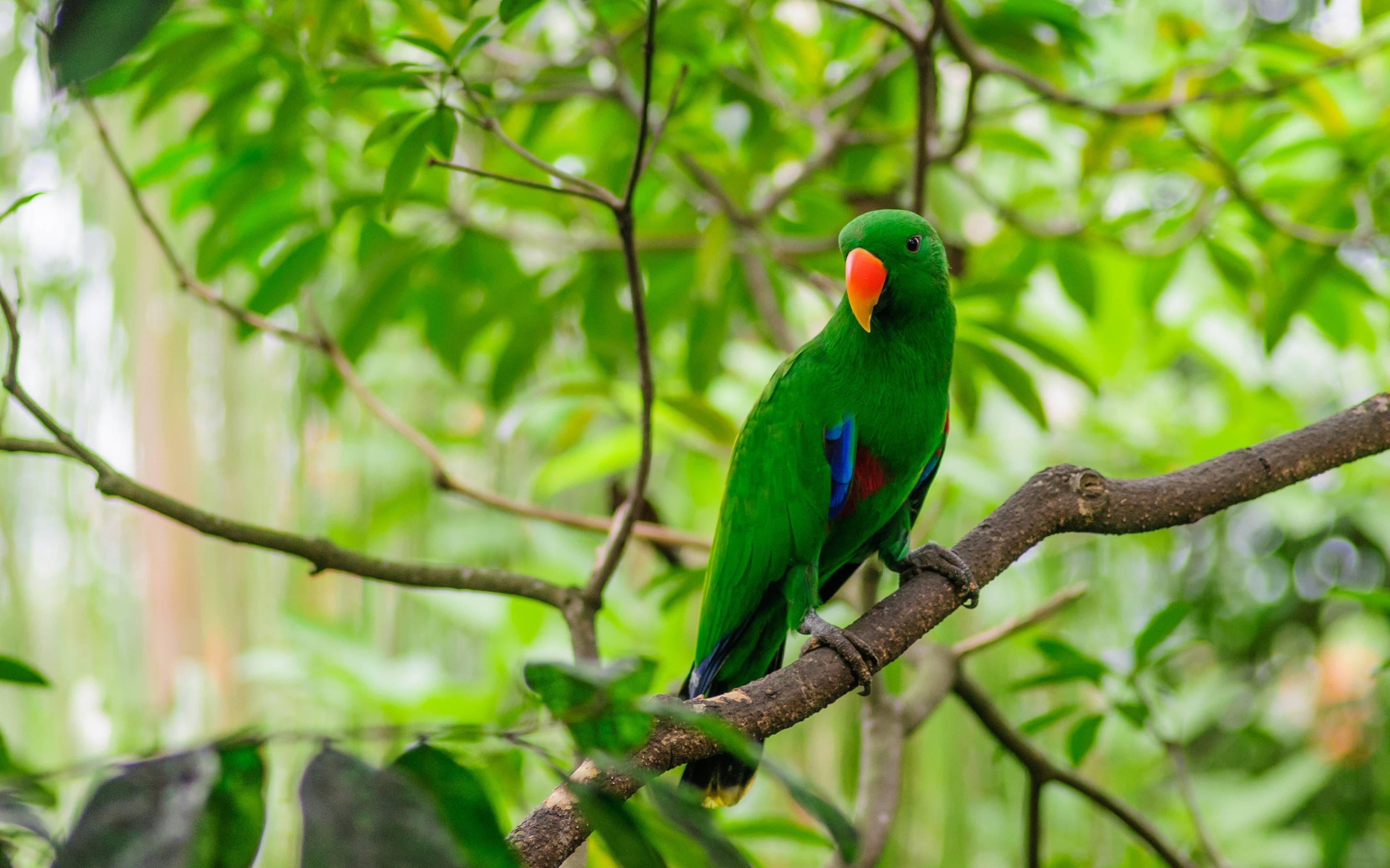 Green Parrot Wallpapers Top Free Green Parrot Backgrounds