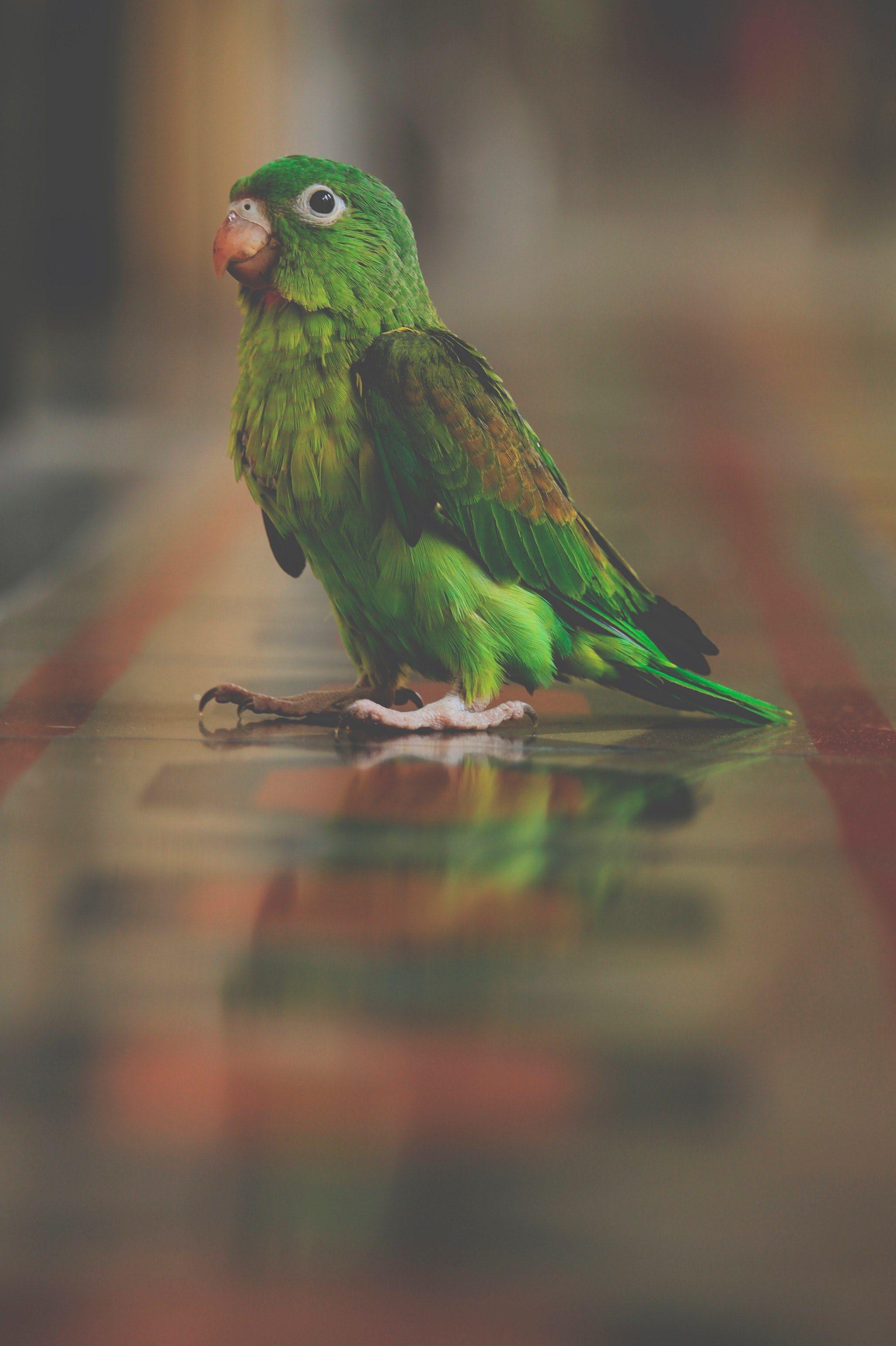 Green Parrot Wallpapers Top Free Green Parrot Backgrounds