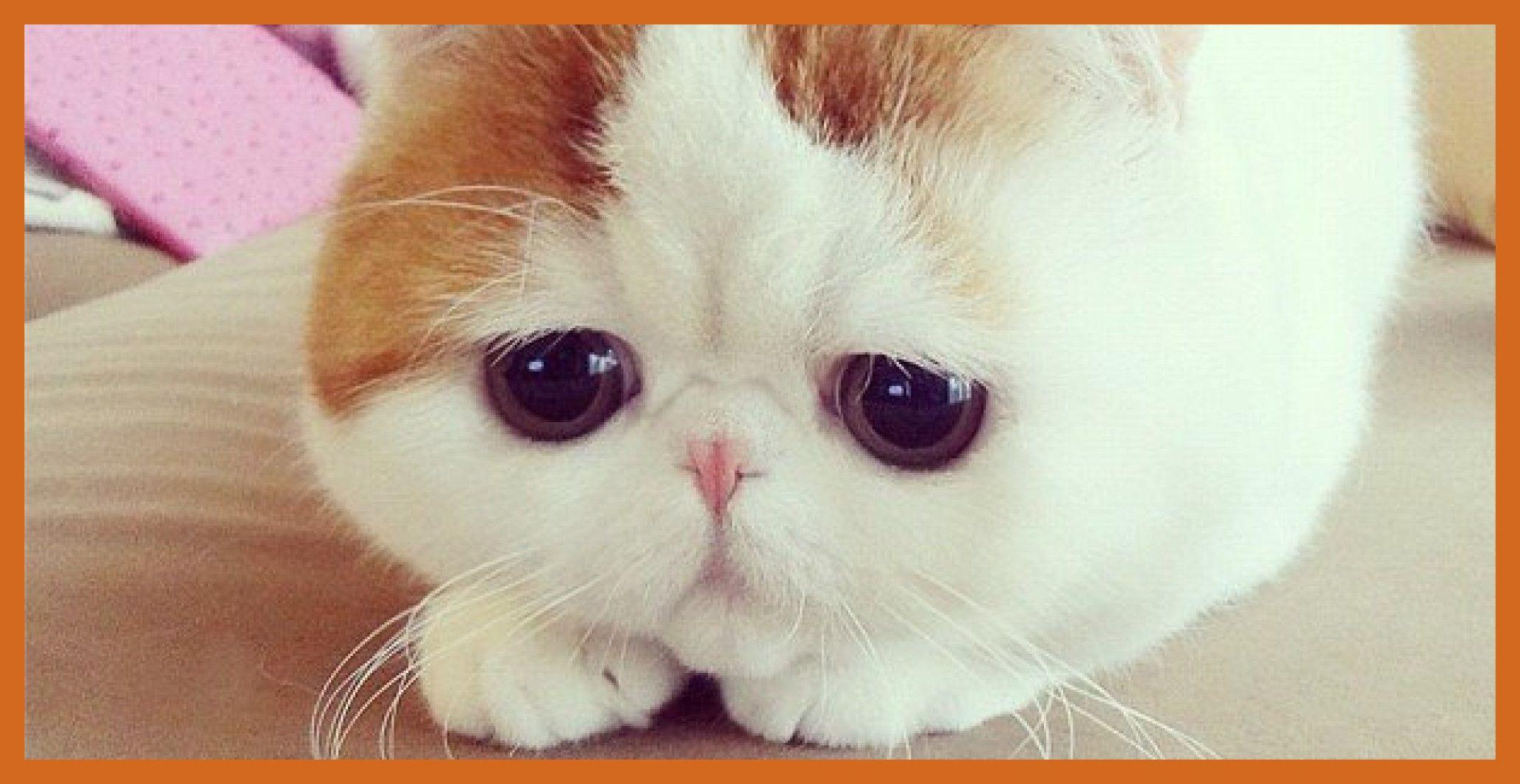 Japanese Cat Wallpapers Top Free Japanese Cat Backgrounds