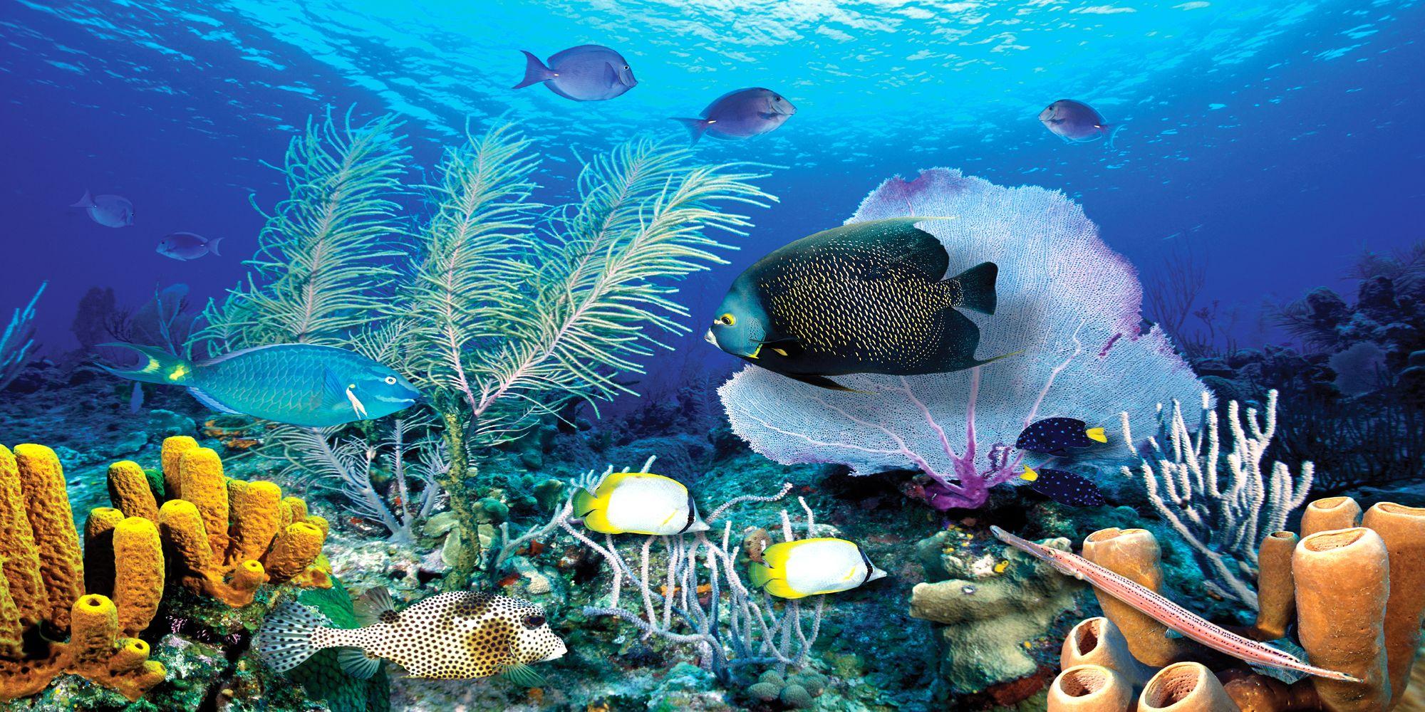 Ocean Reef Wallpapers Top Free Ocean Reef Backgrounds WallpaperAccess