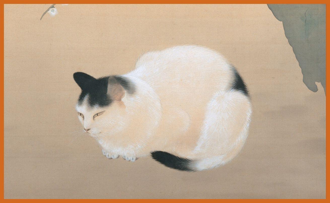 Japanese Cat Wallpapers Top Free Japanese Cat Backgrounds