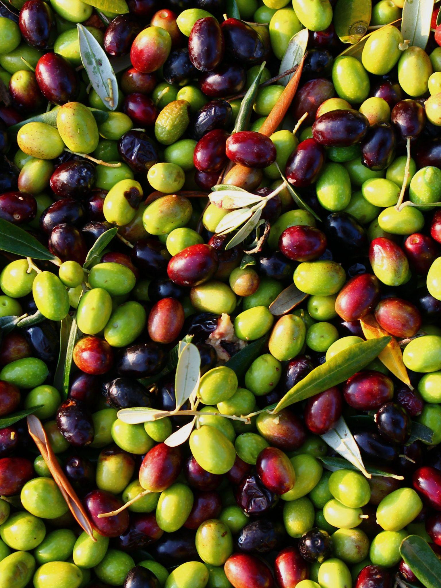 Olive HD Wallpapers Top Free Olive HD Backgrounds WallpaperAccess