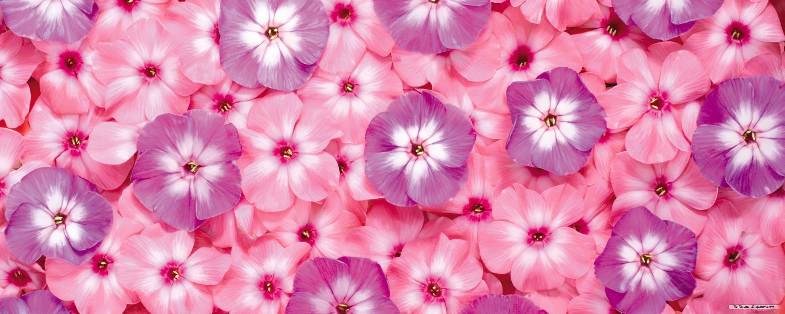 Cute Pastel Flower Wallpapers Top Free Cute Pastel Flower Backgrounds