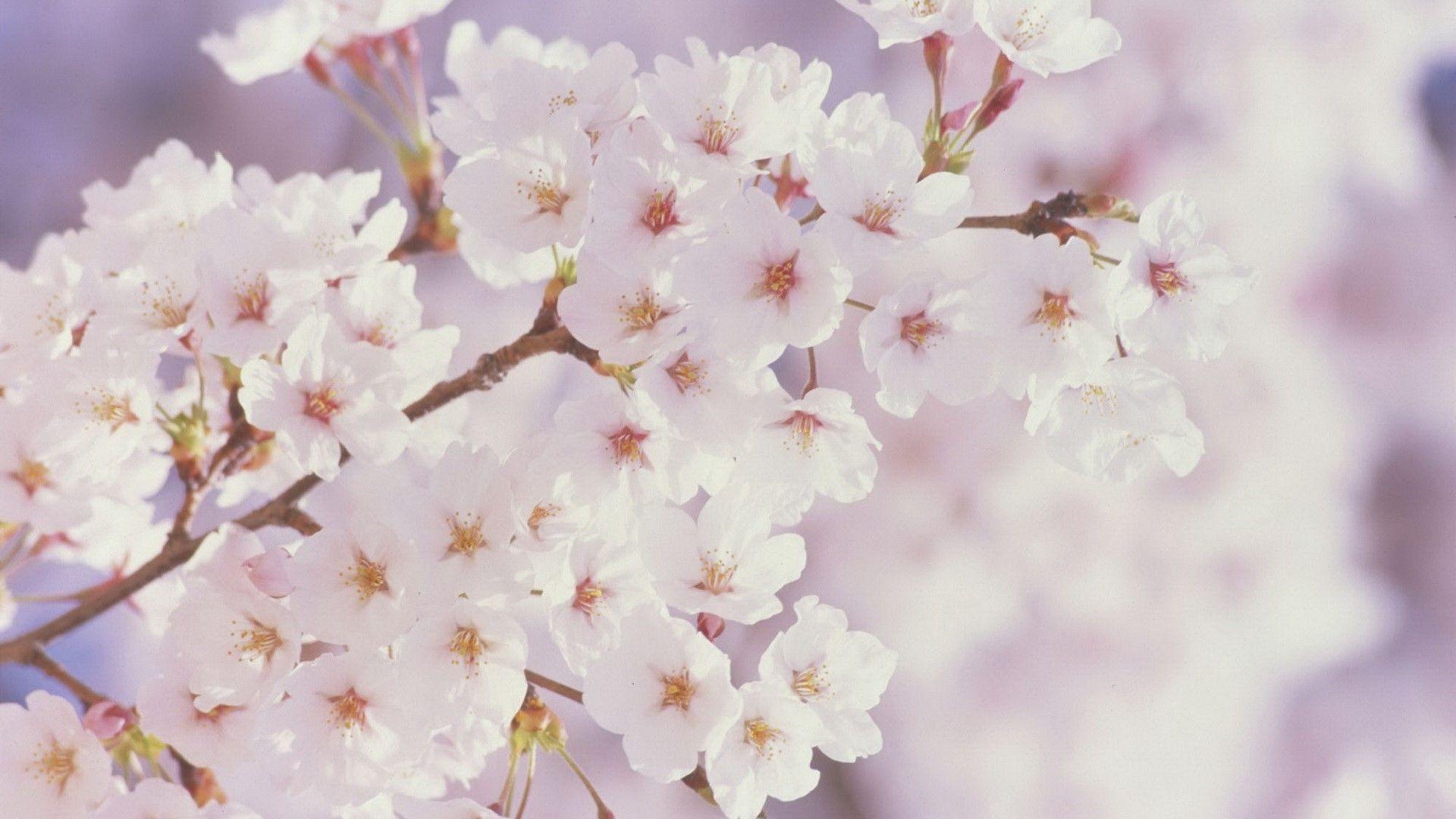 Cherry Blossom White Wallpapers Top Free Cherry Blossom White Backgrounds WallpaperAccess