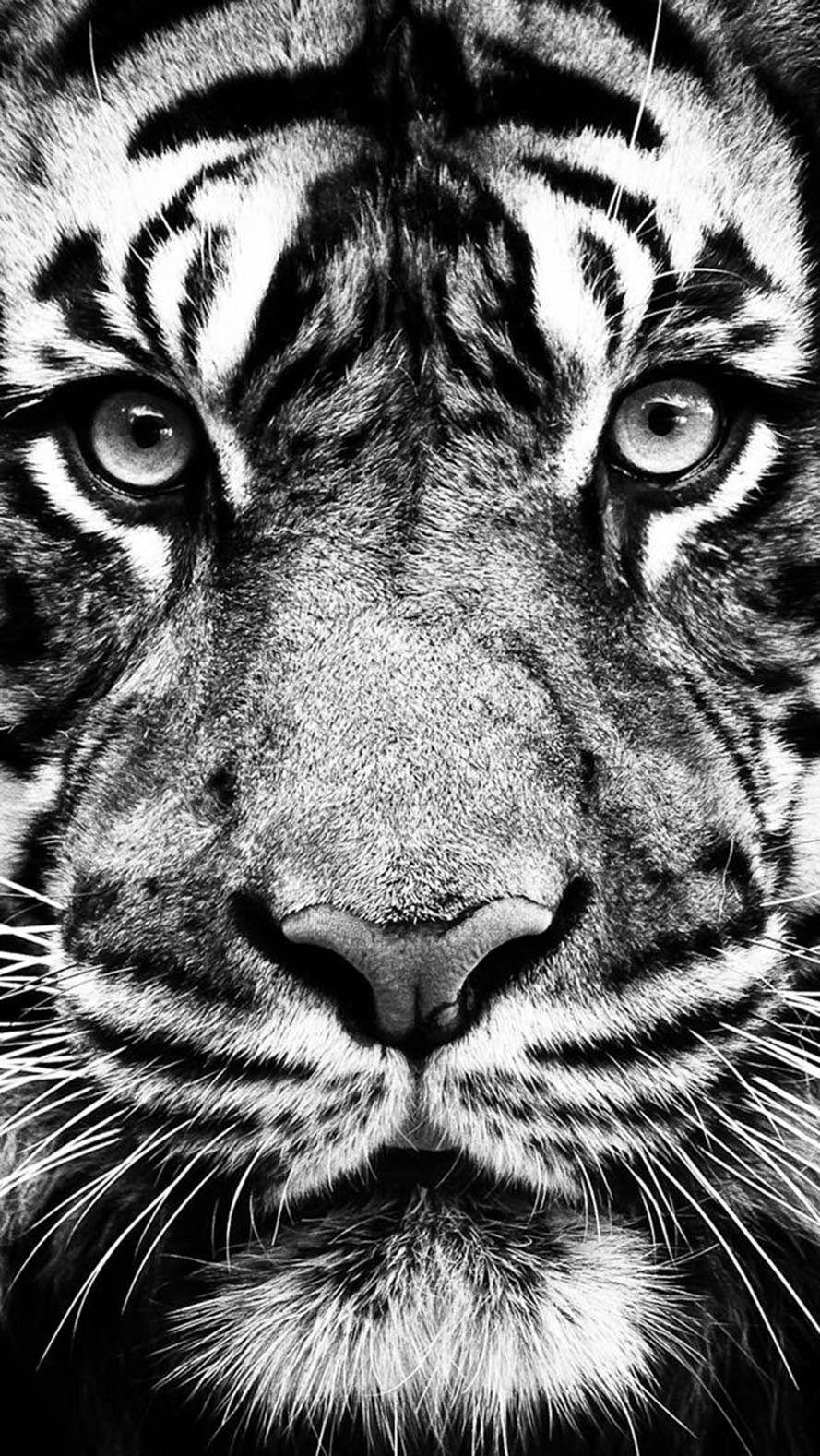 Black Tiger iPhone Wallpapers Top Free Black Tiger iPhone Backgrounds WallpaperAccess