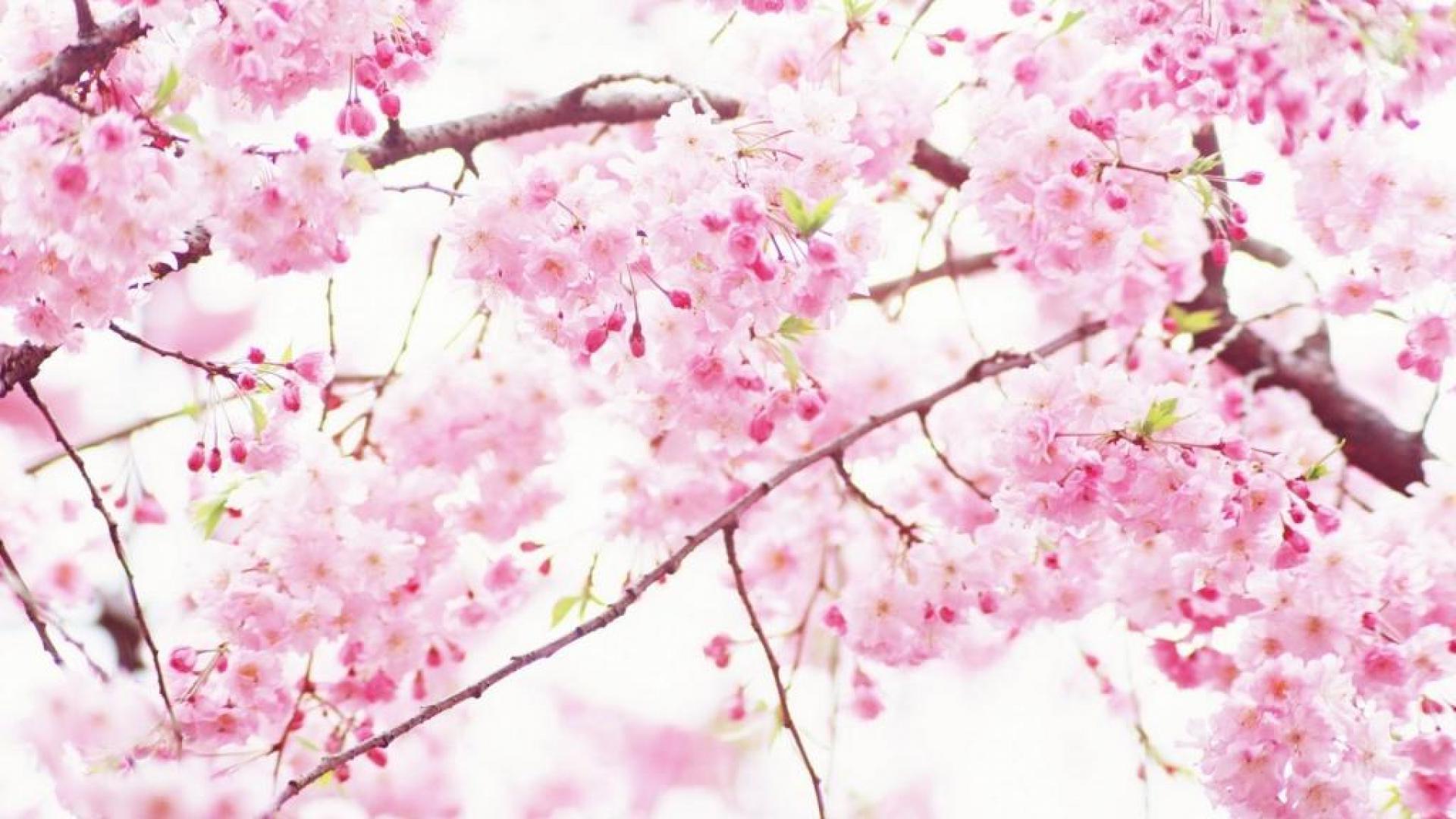 Bunga Sakura Wallpapers Top Free Bunga Sakura Backgrounds