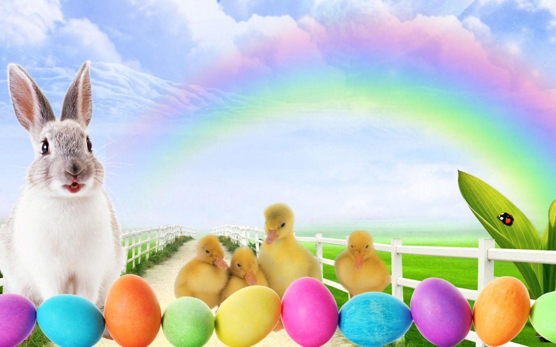 Easter Animal Wallpapers Top Free Easter Animal Backgrounds
